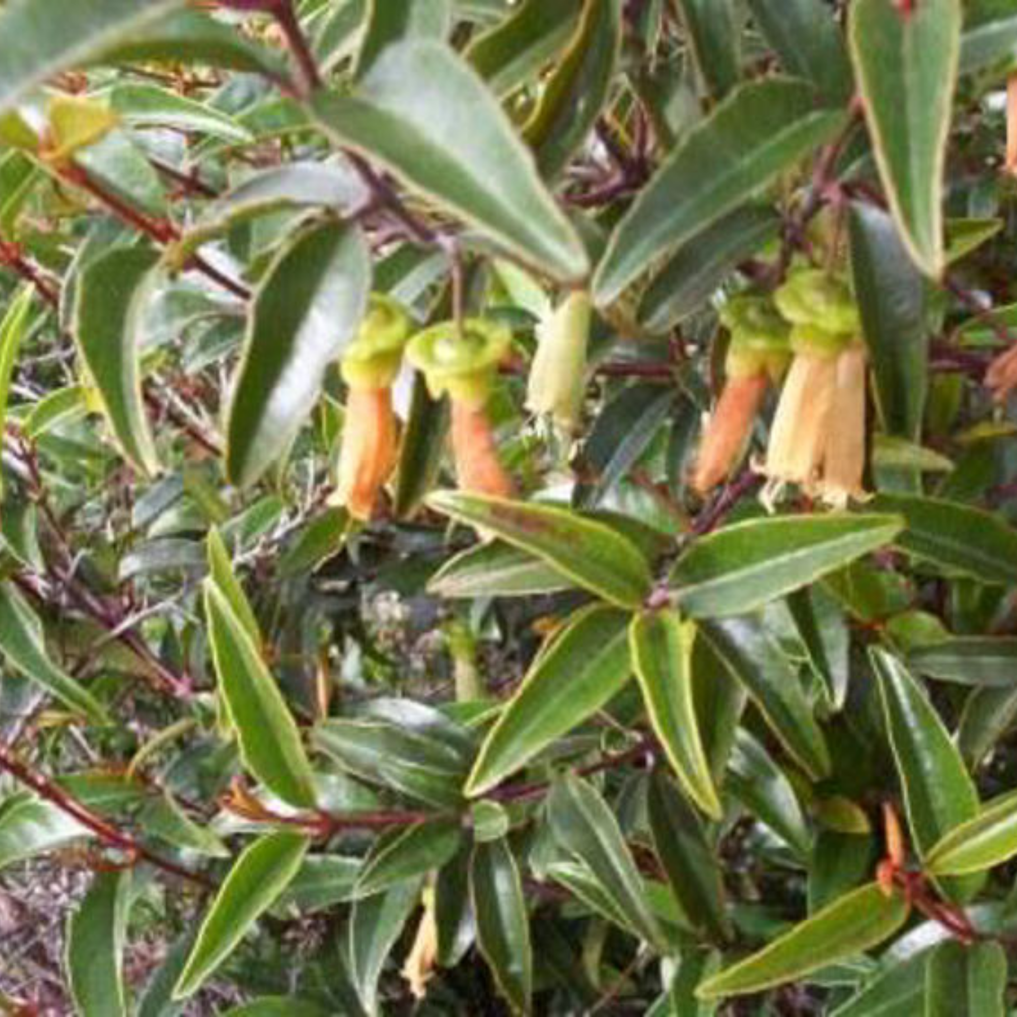 Chefs Hat Correa - Correa baeuerlenii