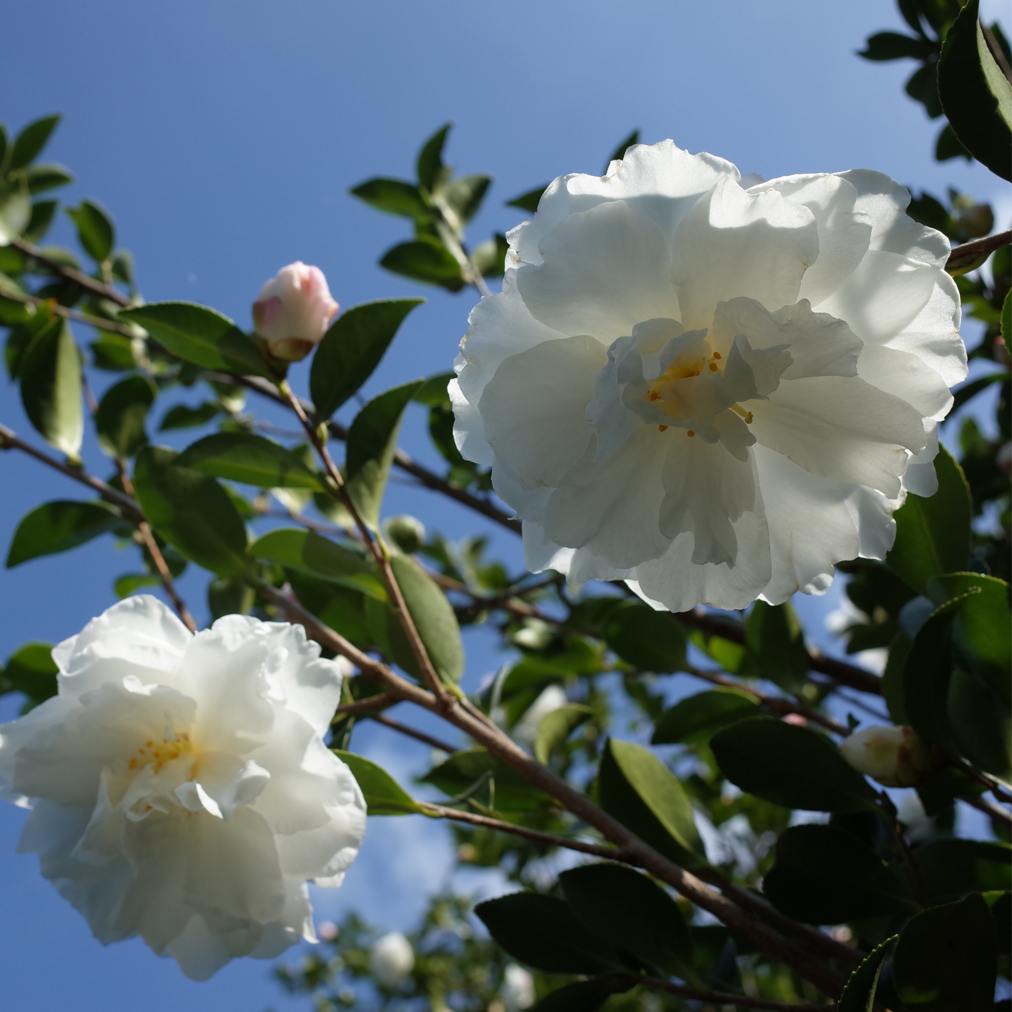 Camellia Compact Paradise White - Camellia sasanqua 'Paradise Petite White'