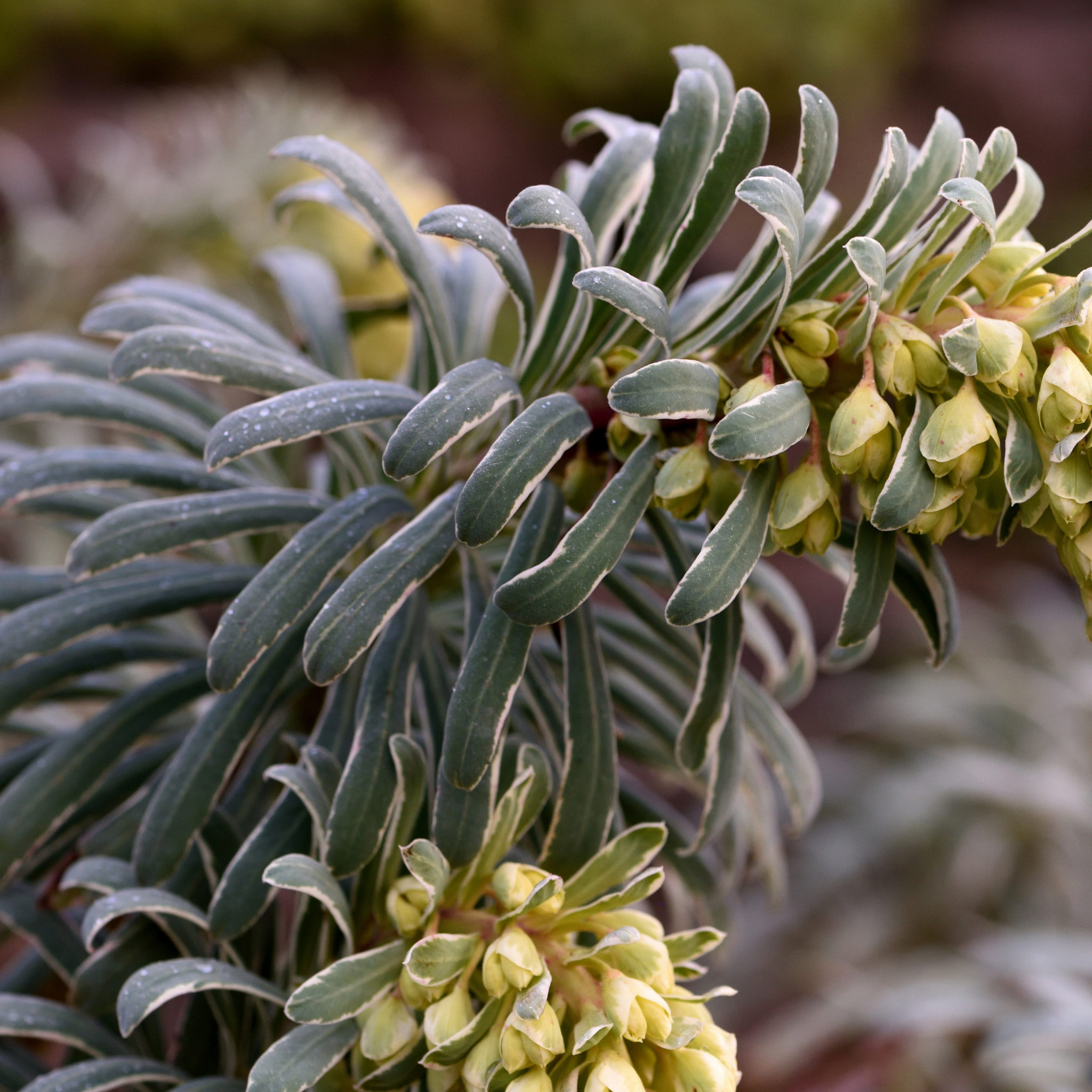 Glacier Blue Spurge - Euphorbia characias 'Glacier Blue'