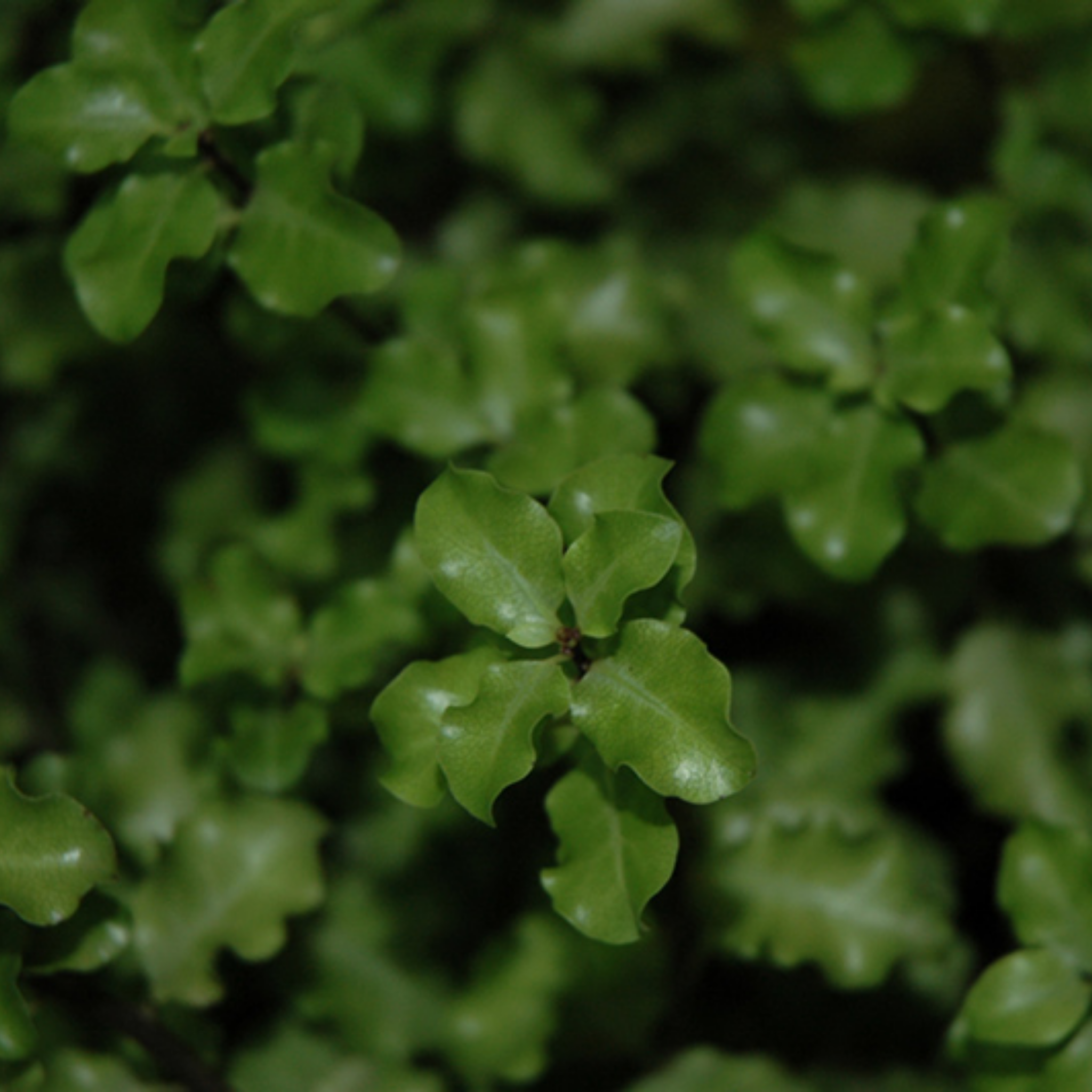 Close-up of green leaves with a blurred background