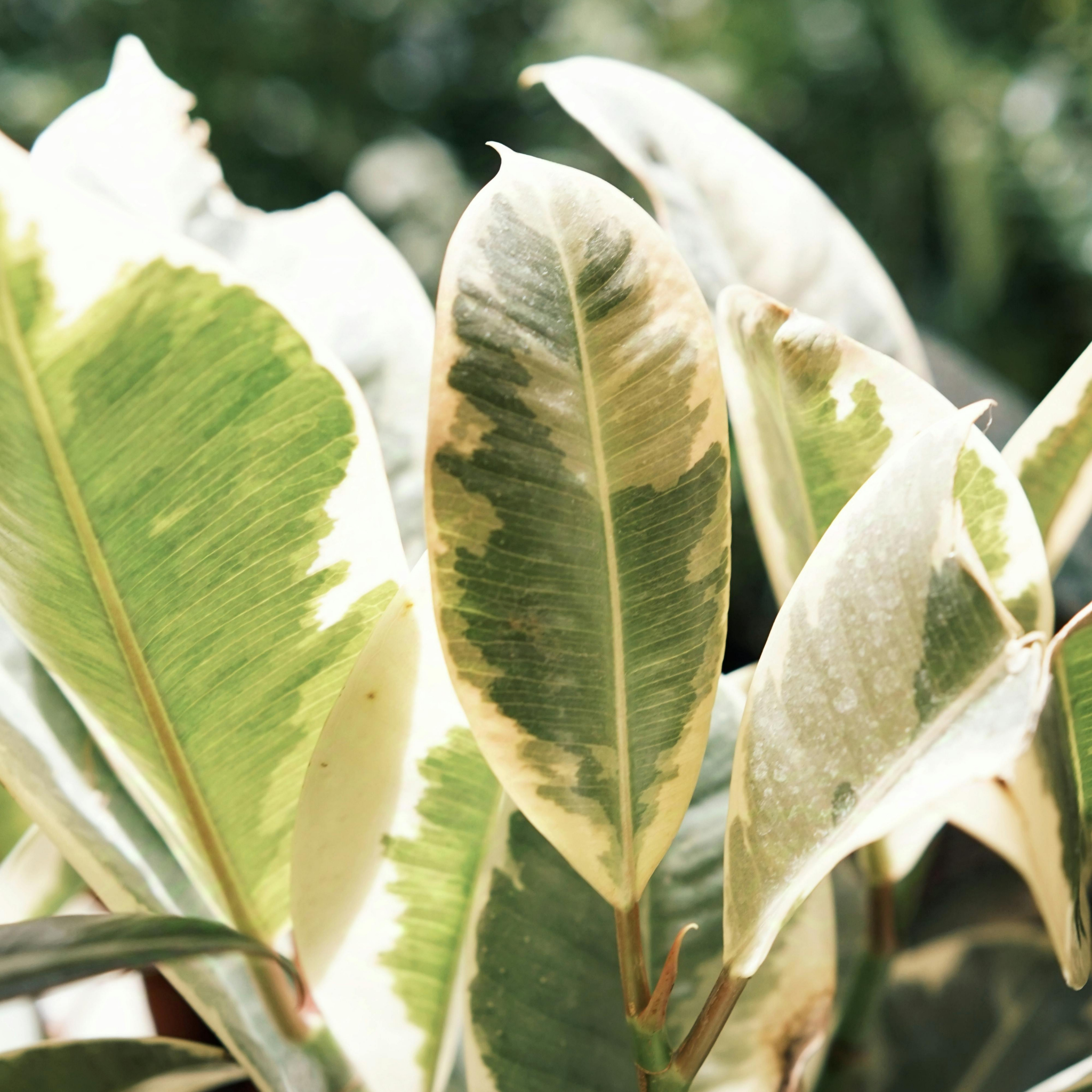 Tineke Rubber Tree Plant - Ficus elastica Tineke