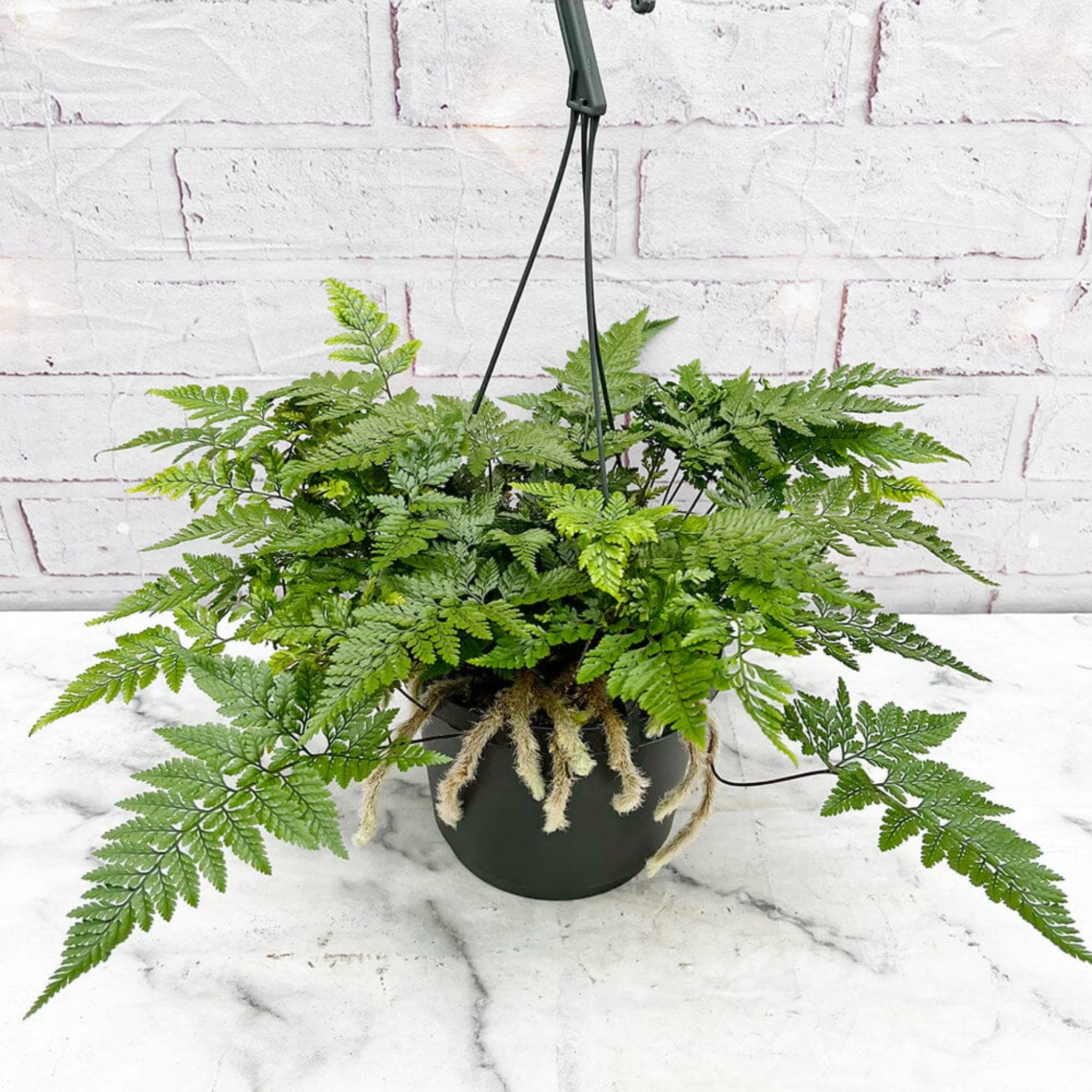 Silver Hare's Foot Fern - Humata tyermanii