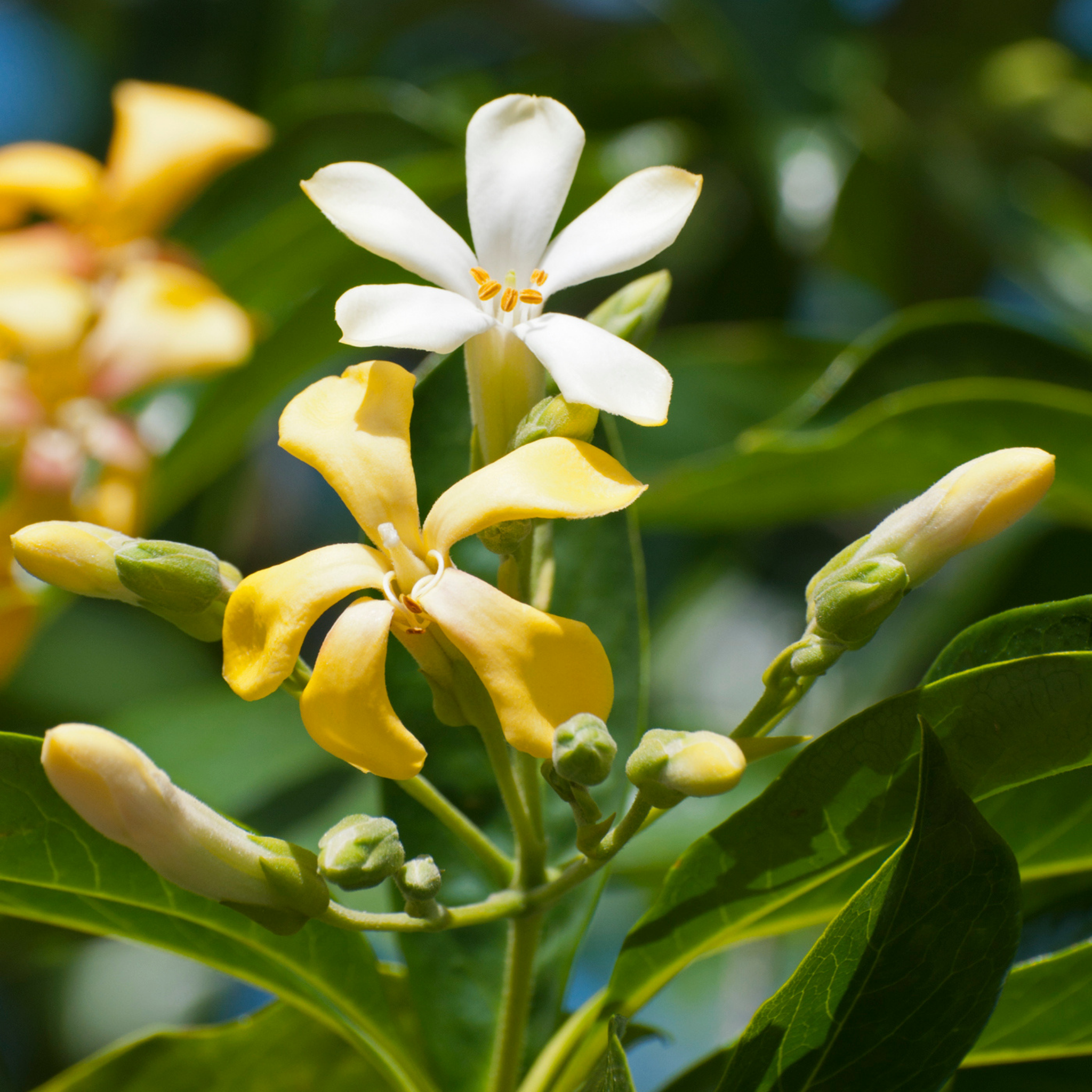 Dwarf Native Frangipani - Hymenosporum flavum 'Gold Nugget'