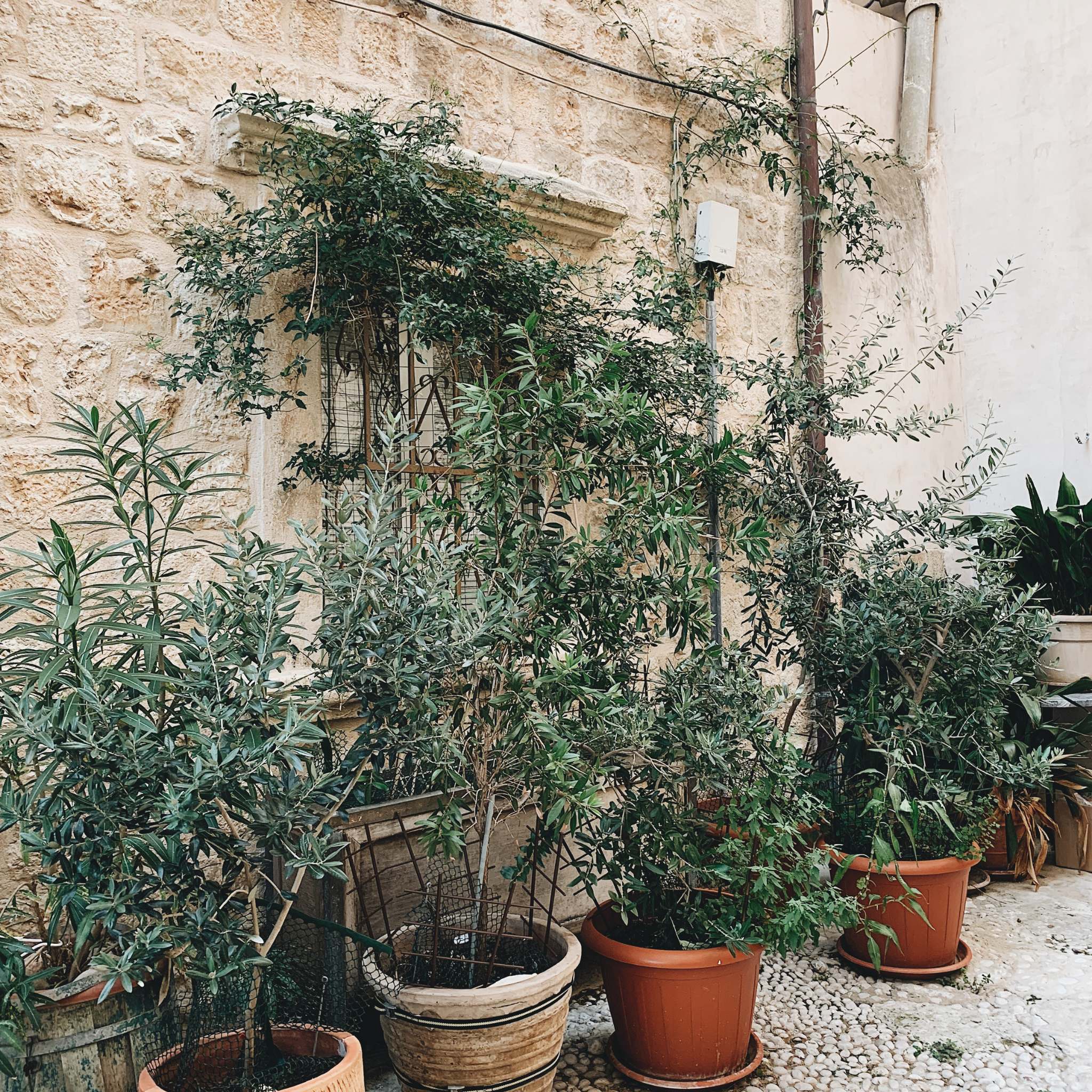 Olive Tolleys Upright - Olea europaea Tolleys Upright
