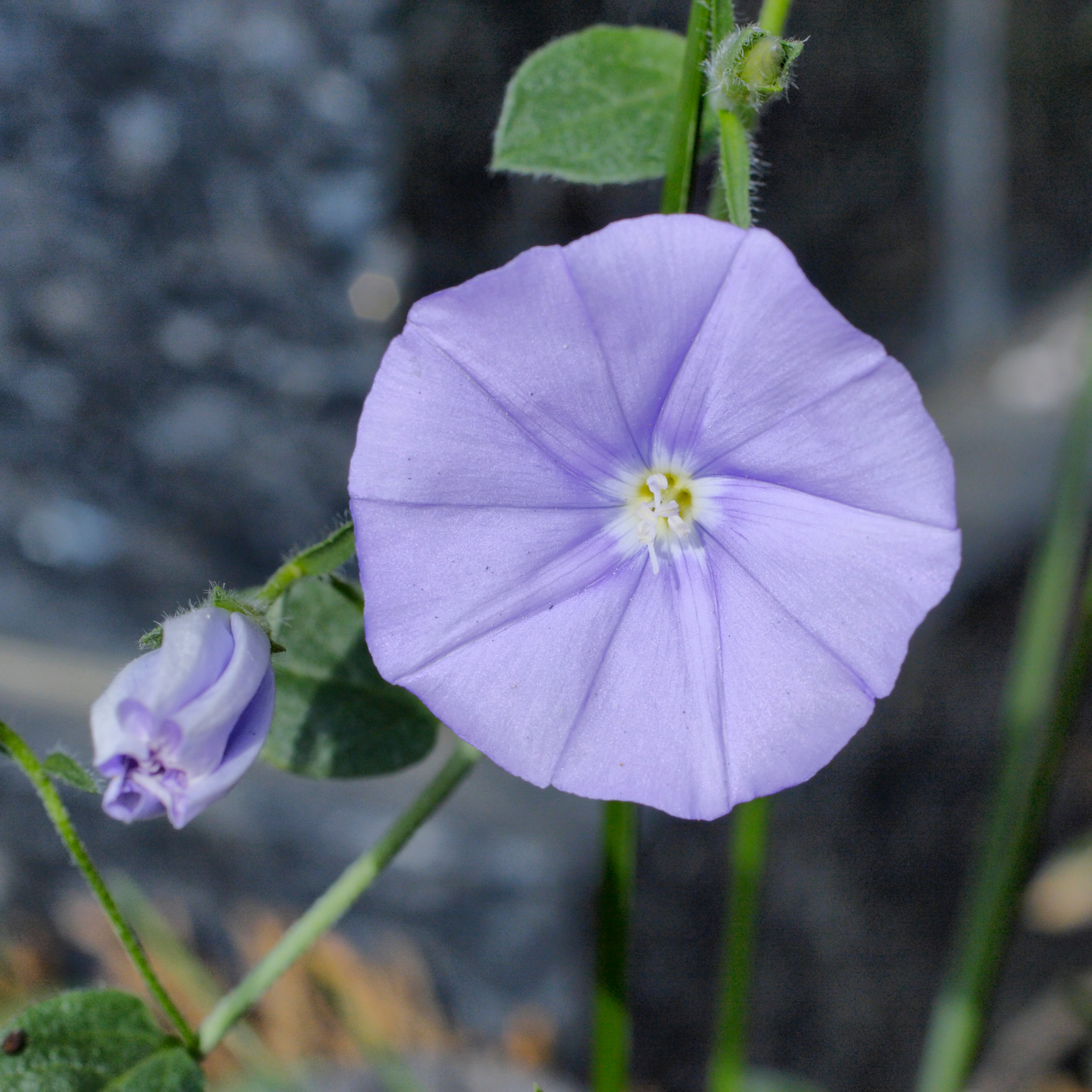 Blue Morning Glory - Convolvulus sabatius