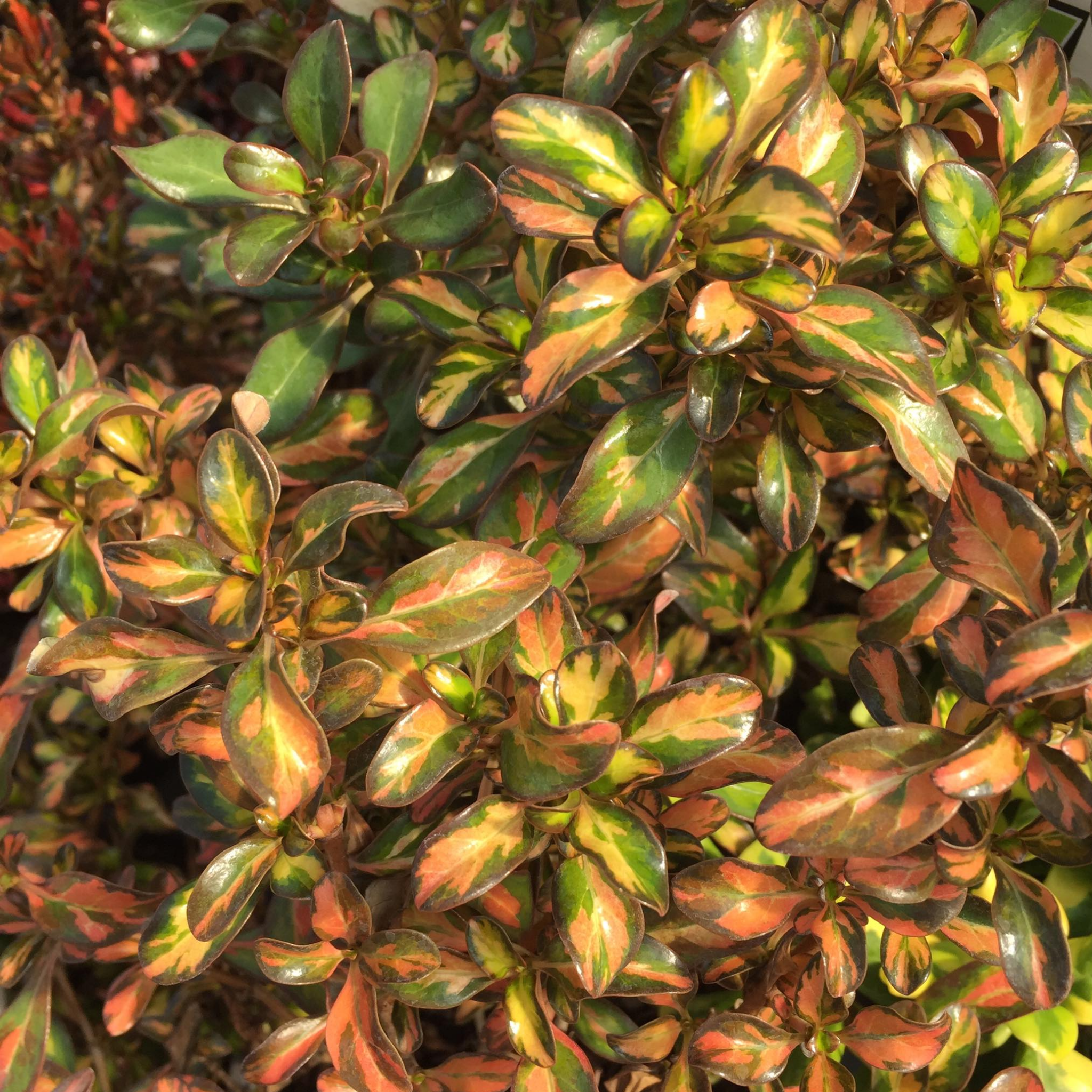 Mirror Bush Evening Glow - Coprosma repens 'Evening Glow'