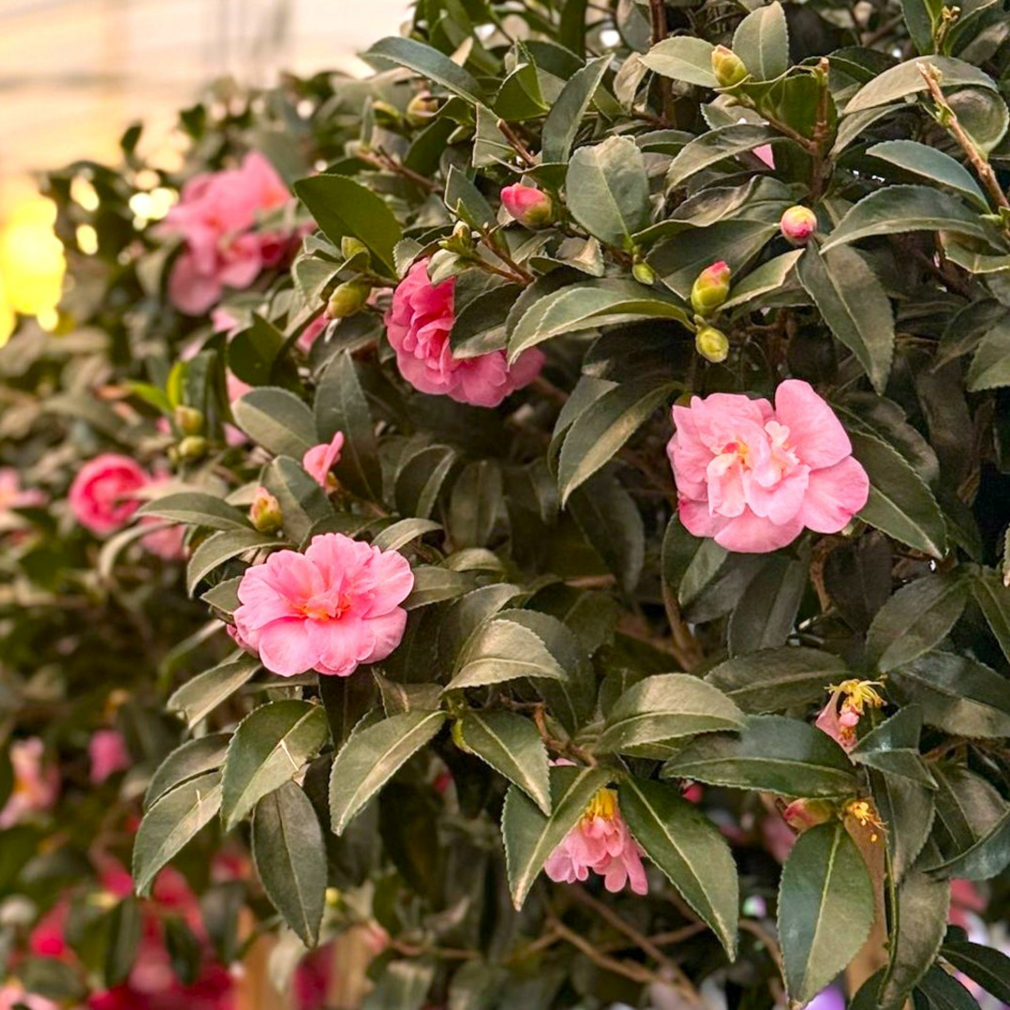Camellia Jennifer Susan - Camellia sasanqua 'Jennifer Susan'