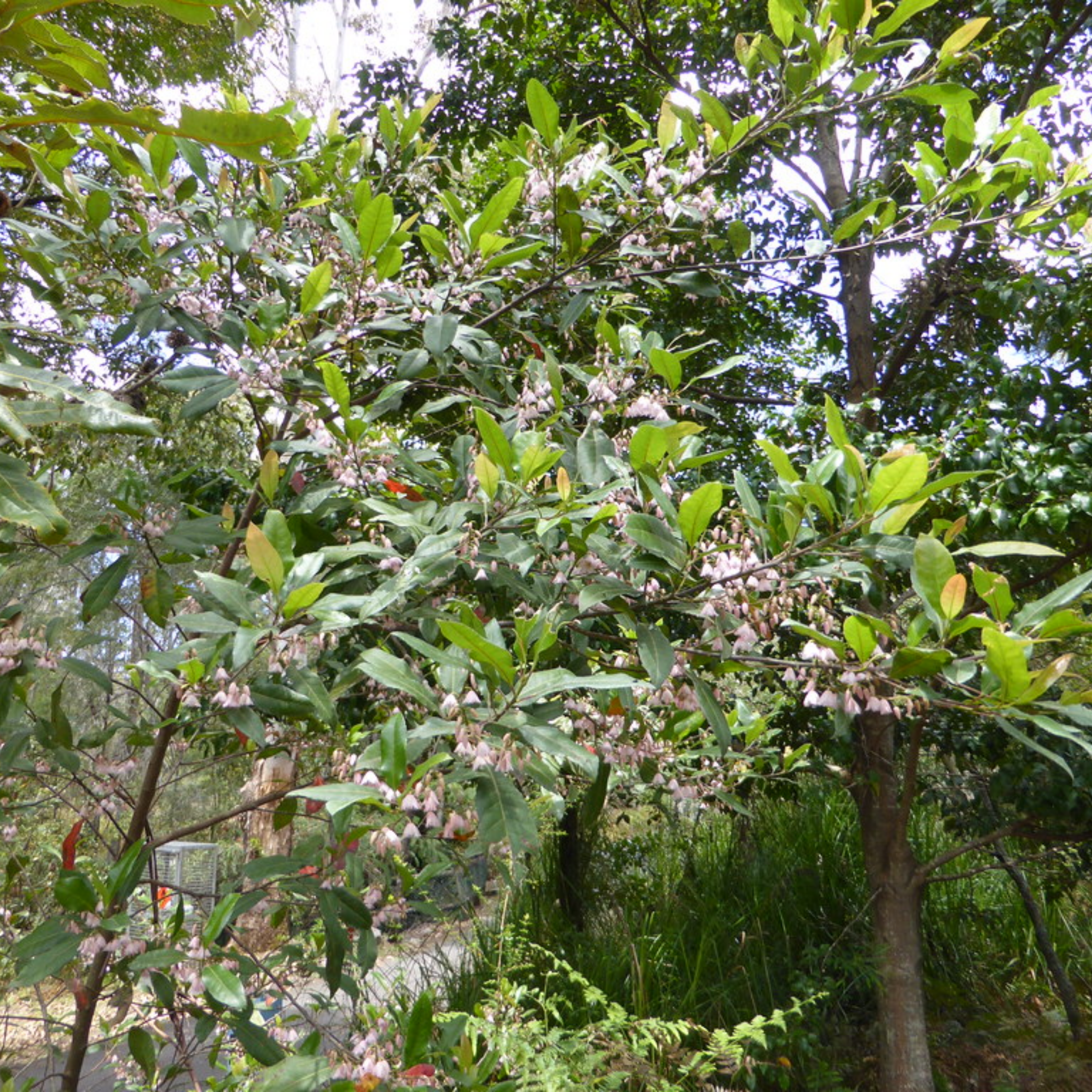Blueberry Ash - Elaeocarpus reticulatus