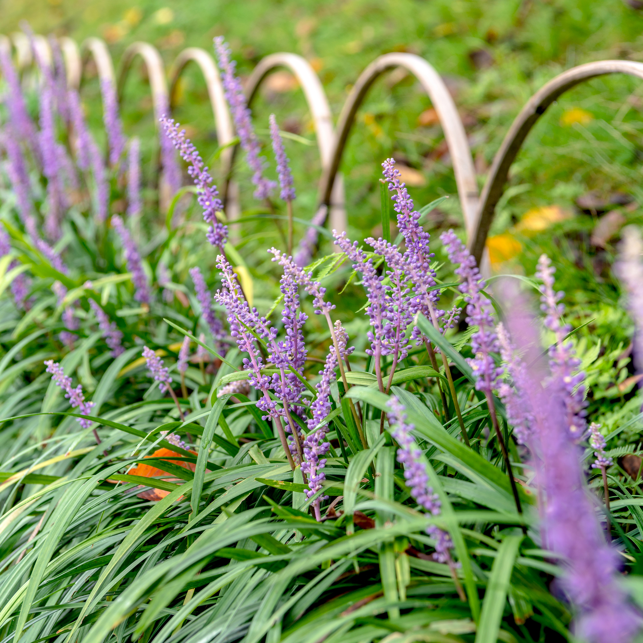 Lillyturf Royal Purple - Liriope muscari Royal Purple