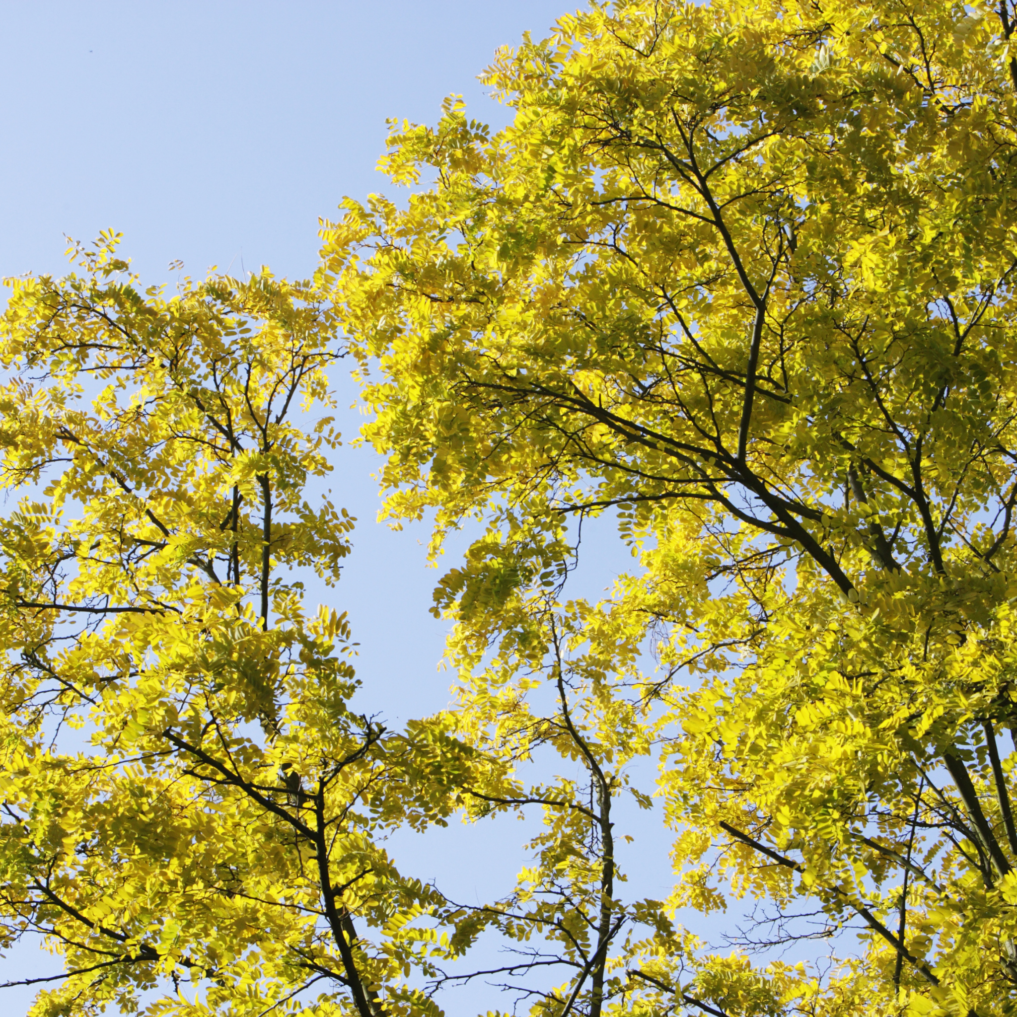 Golden Honey Locust - Gleditsia triacanthos inermis Sunburst