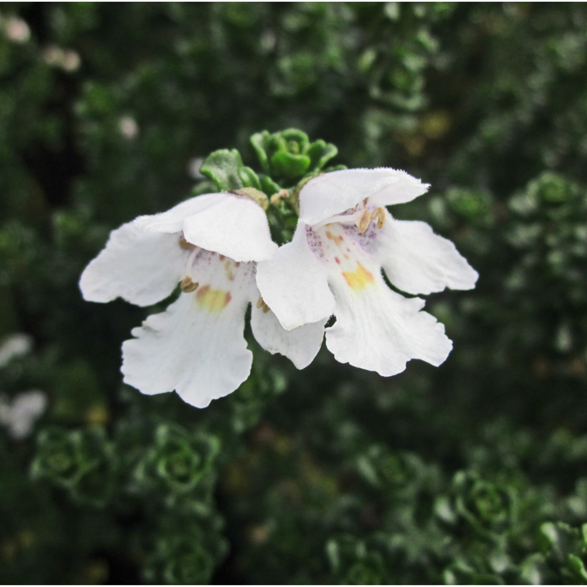 Cool Mint Alpine Mint Bush - Prostanthera cuneata Cool Mint