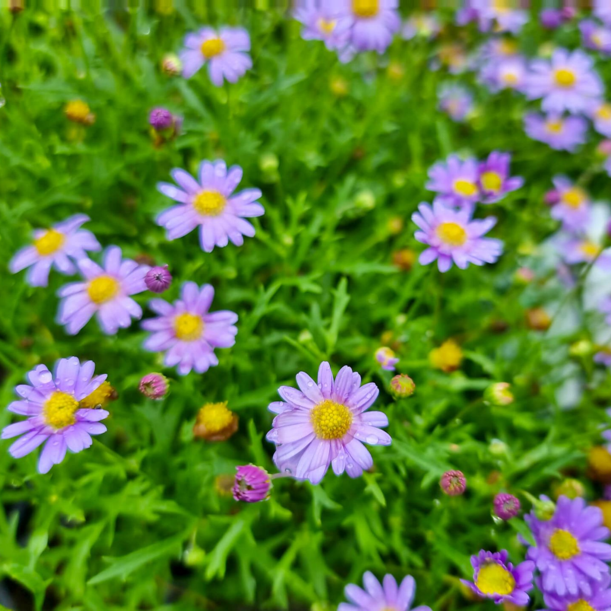 Stiff Daisy Fresco Purple - Brachyscome angustifolia 'Fresco Purple'