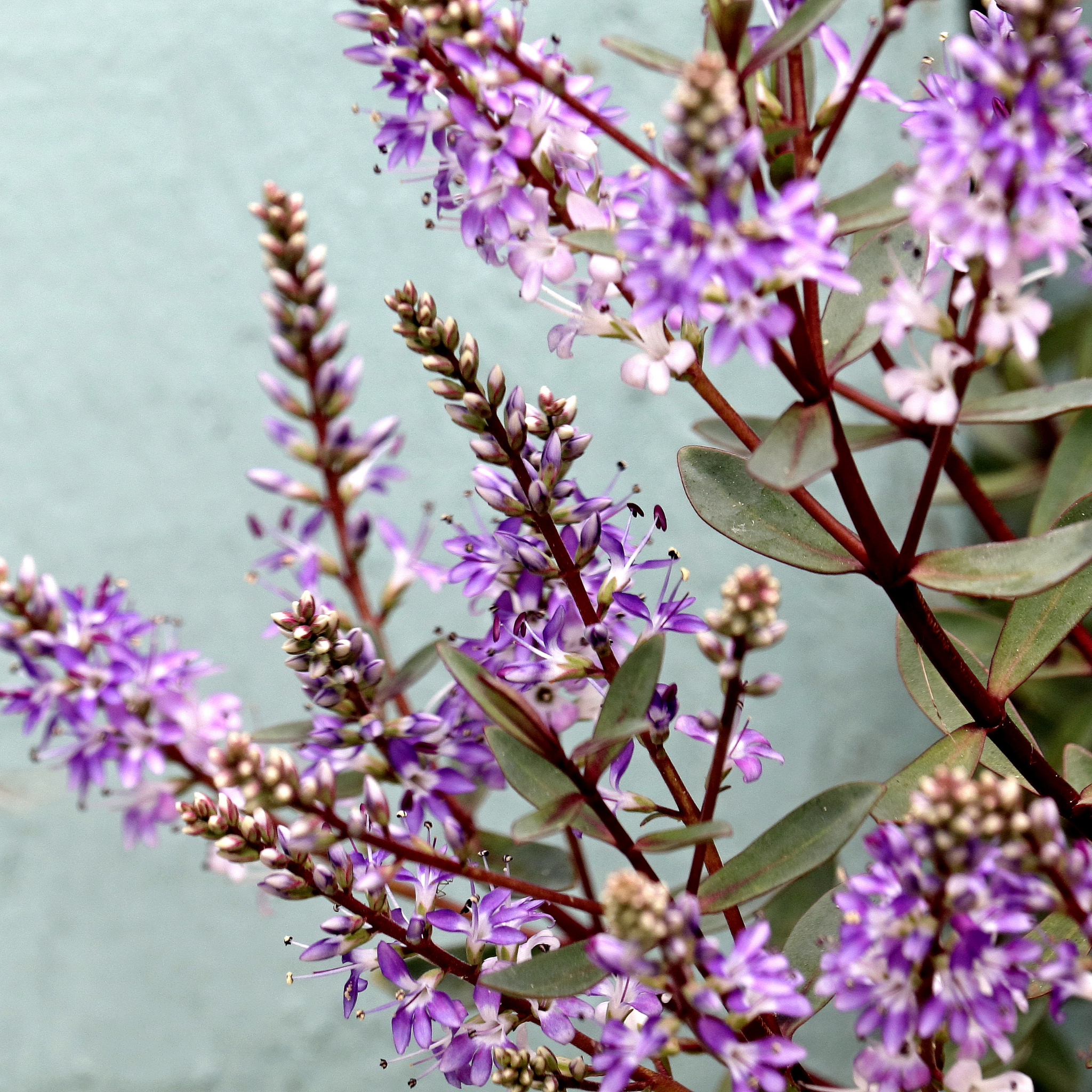 Hebe hybrida Marie Antoinette