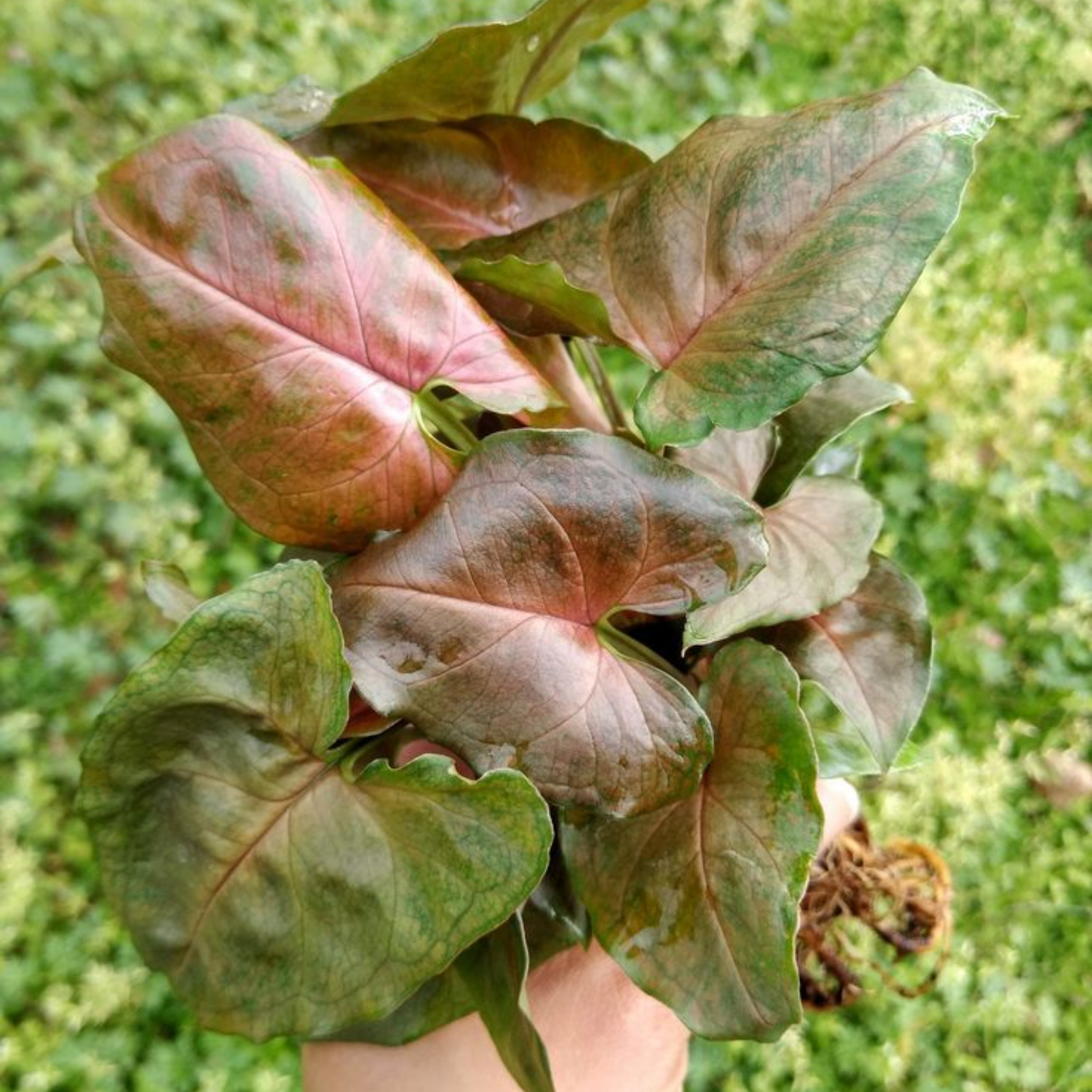 Bronze Syngonium - Syngonium podophyllum ‘Maria’ Arrowhead Plant