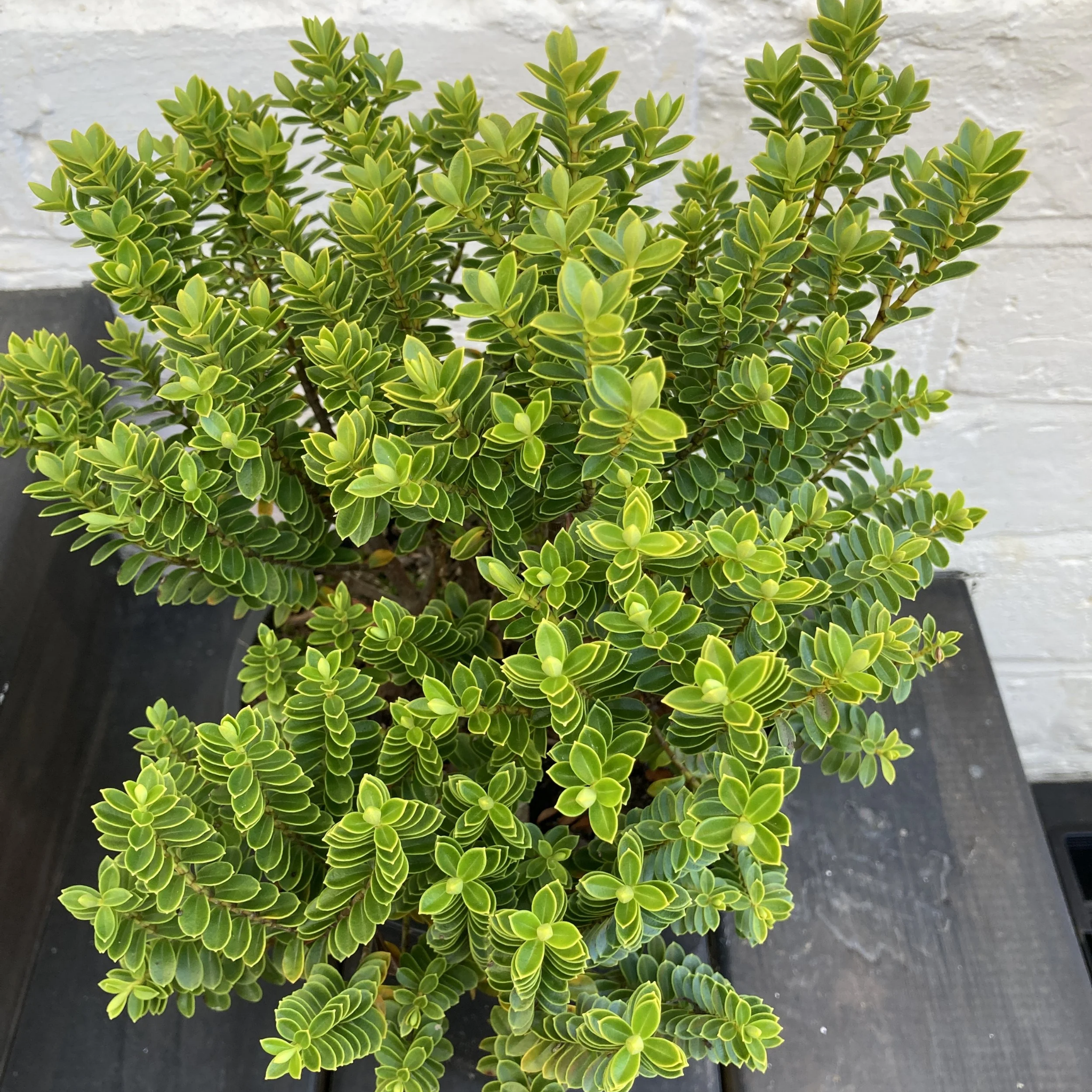 Hebe hybrida Wiri Cloud