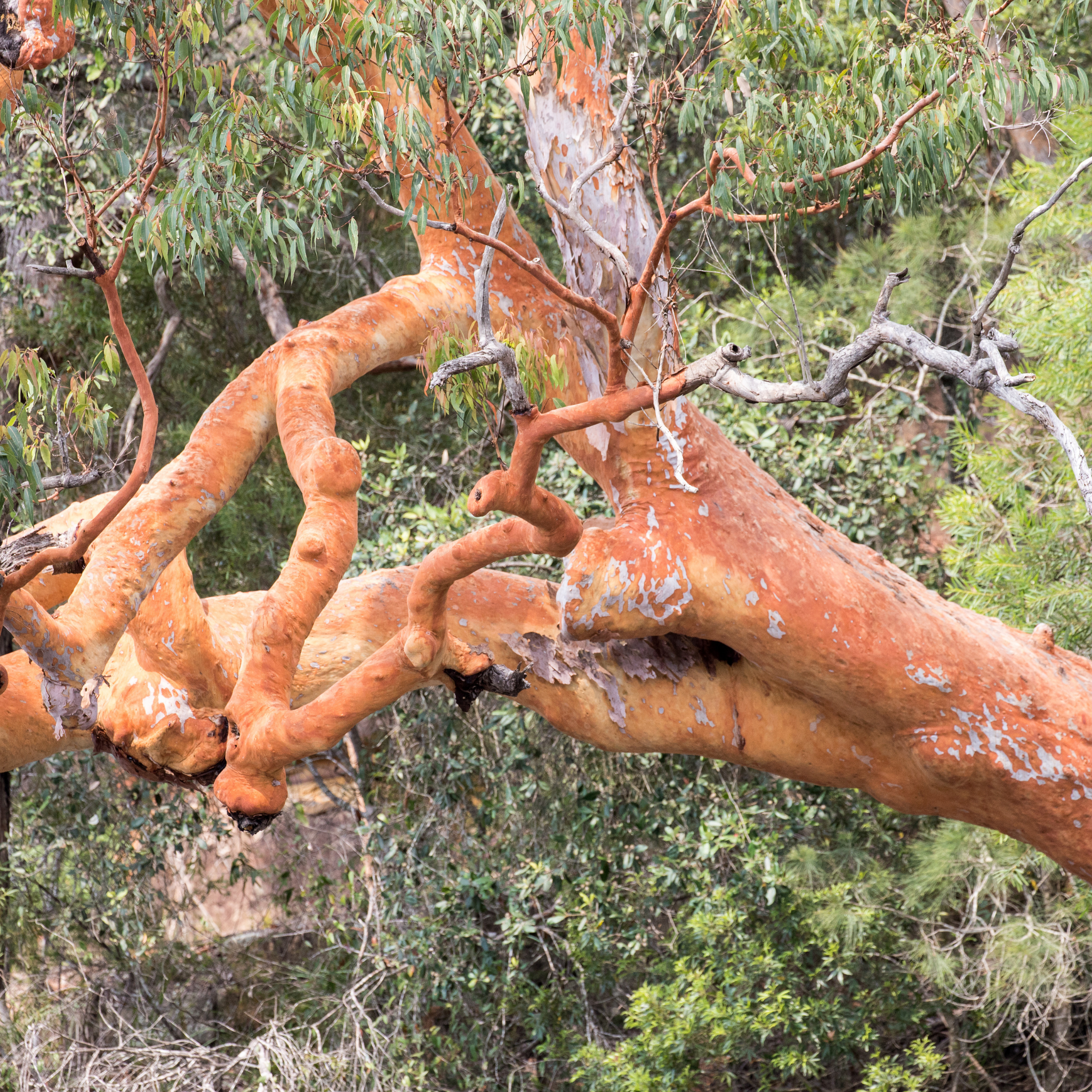 Sydney Red Gum / Smooth Barked Apple Gum / Rose Gum - Angophora costata