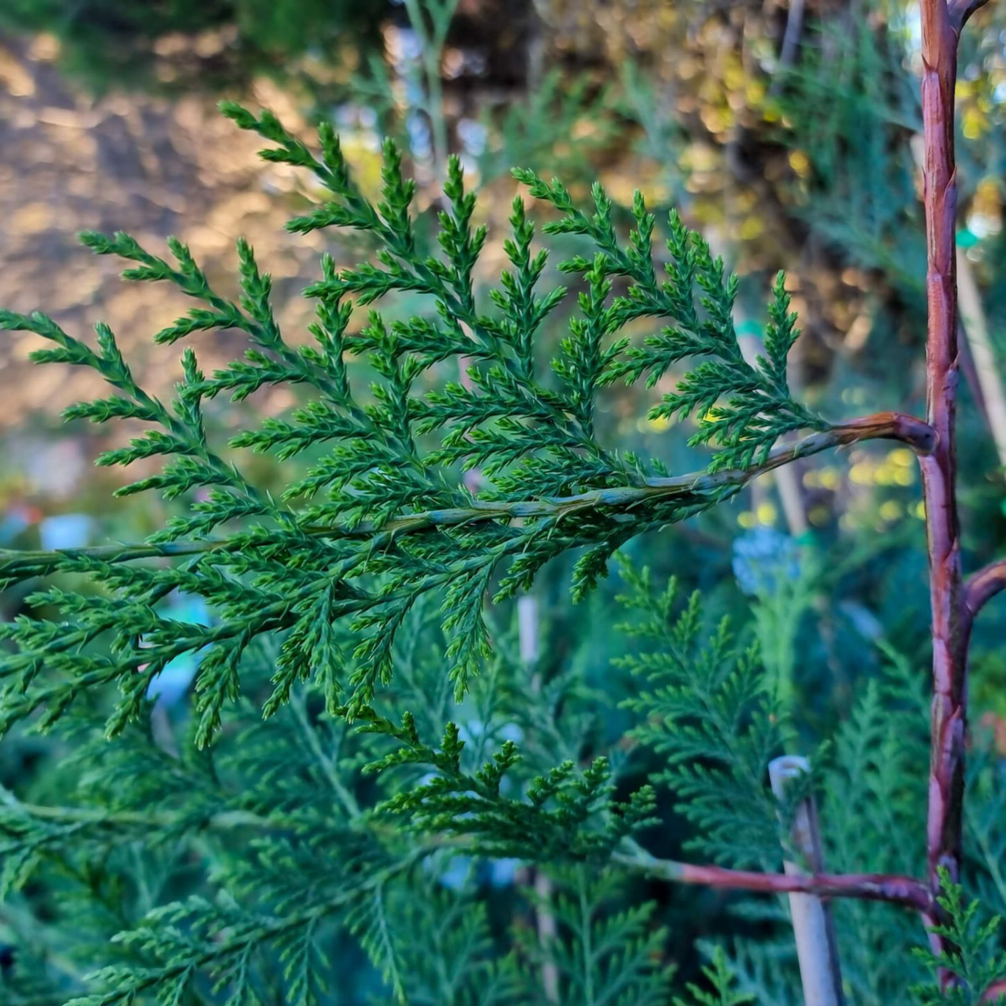 Cupressocyparis leylandii Madeline - Bettergreen Cypress