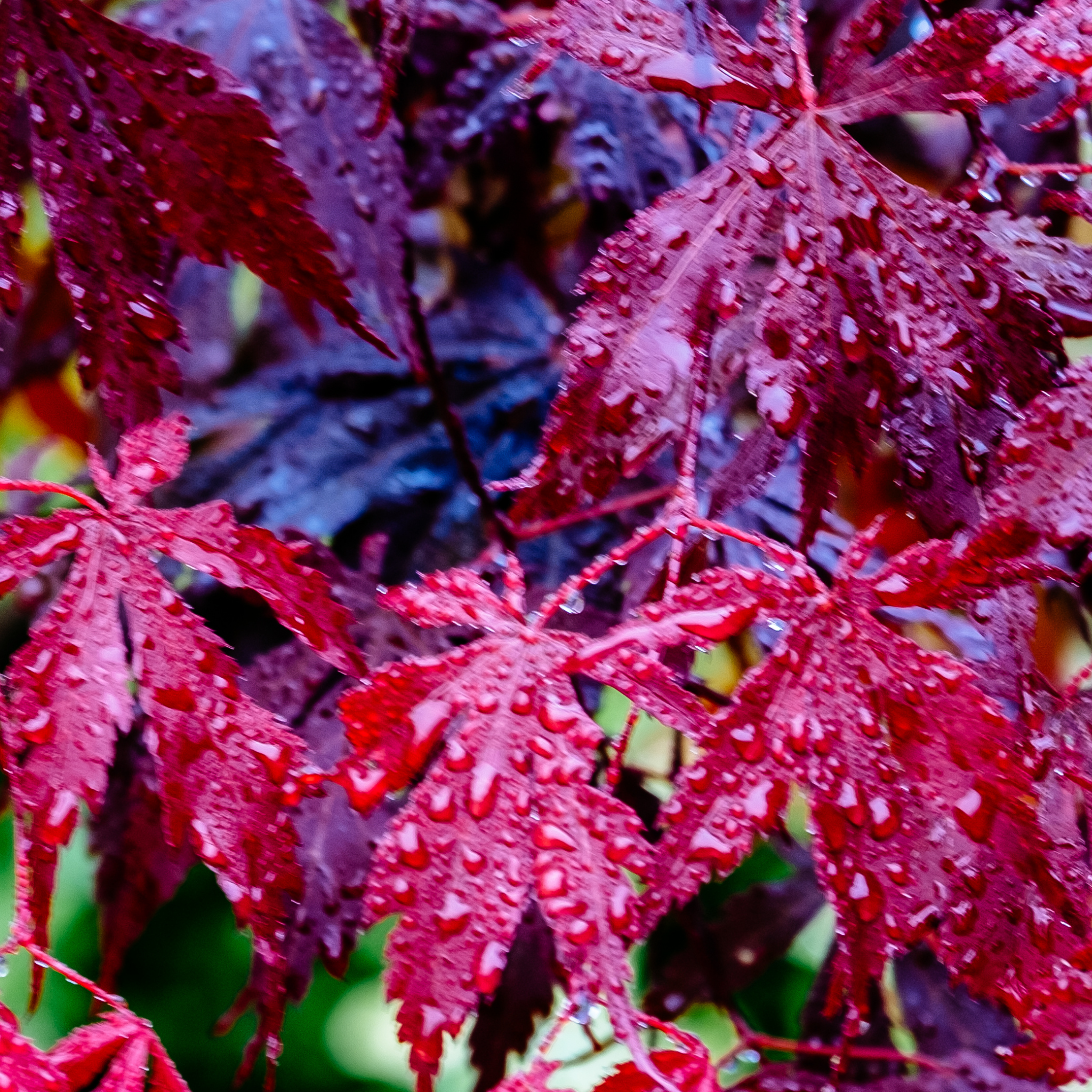 Close-up of red leaves with water droplets on a blurred background