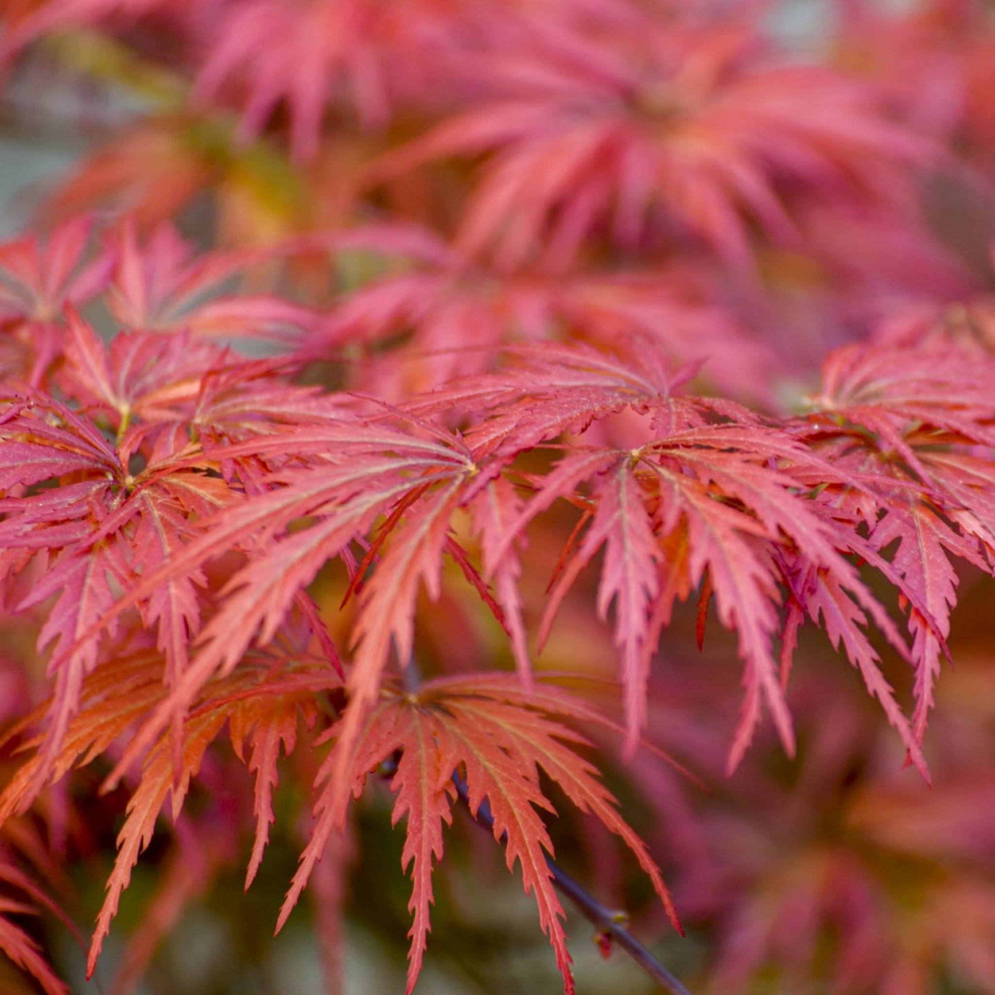 Weeping Japanese Maple - Acer palmatum Dissectum