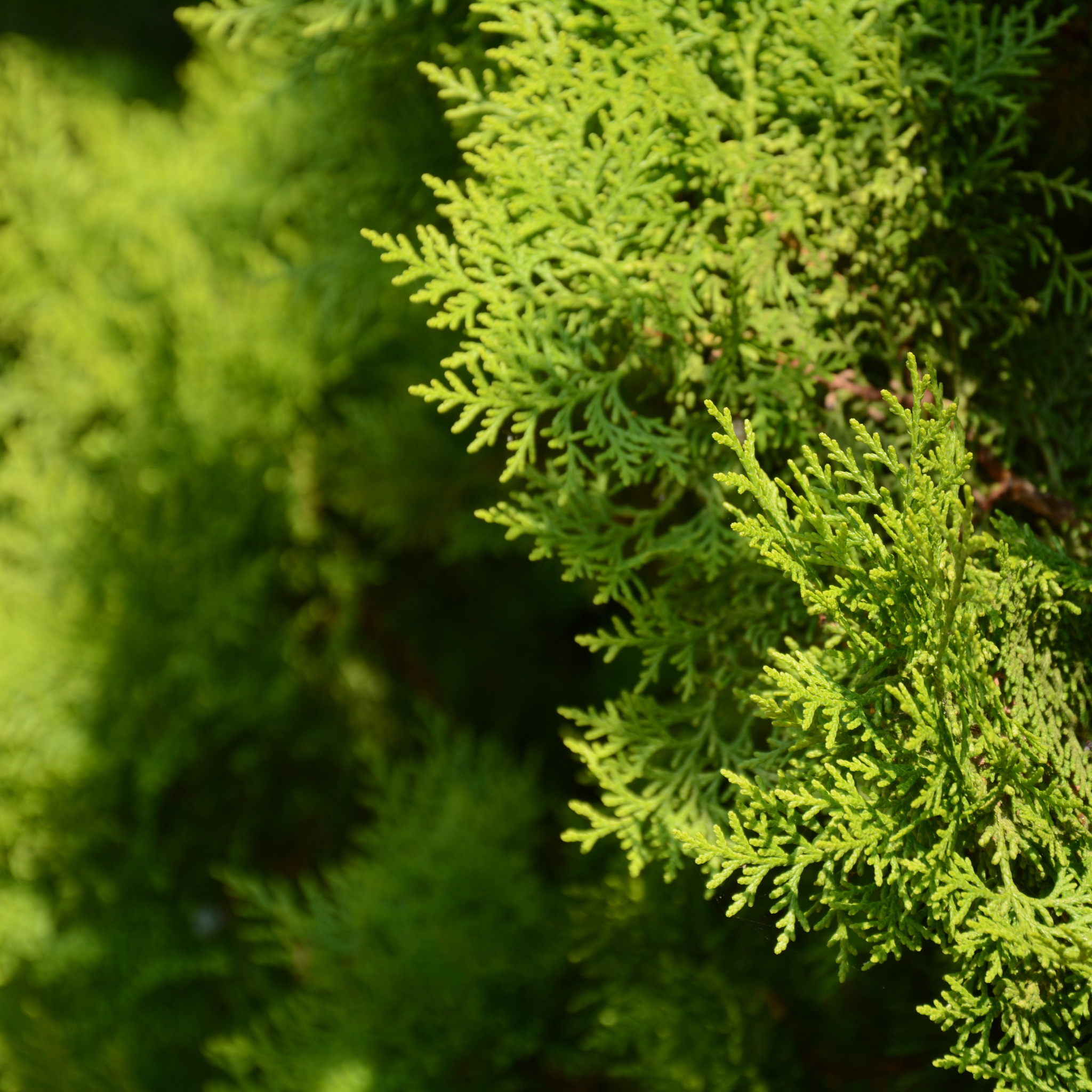 Lemon Cypress - Cupressus macrocarpa 'Lemon Scent'