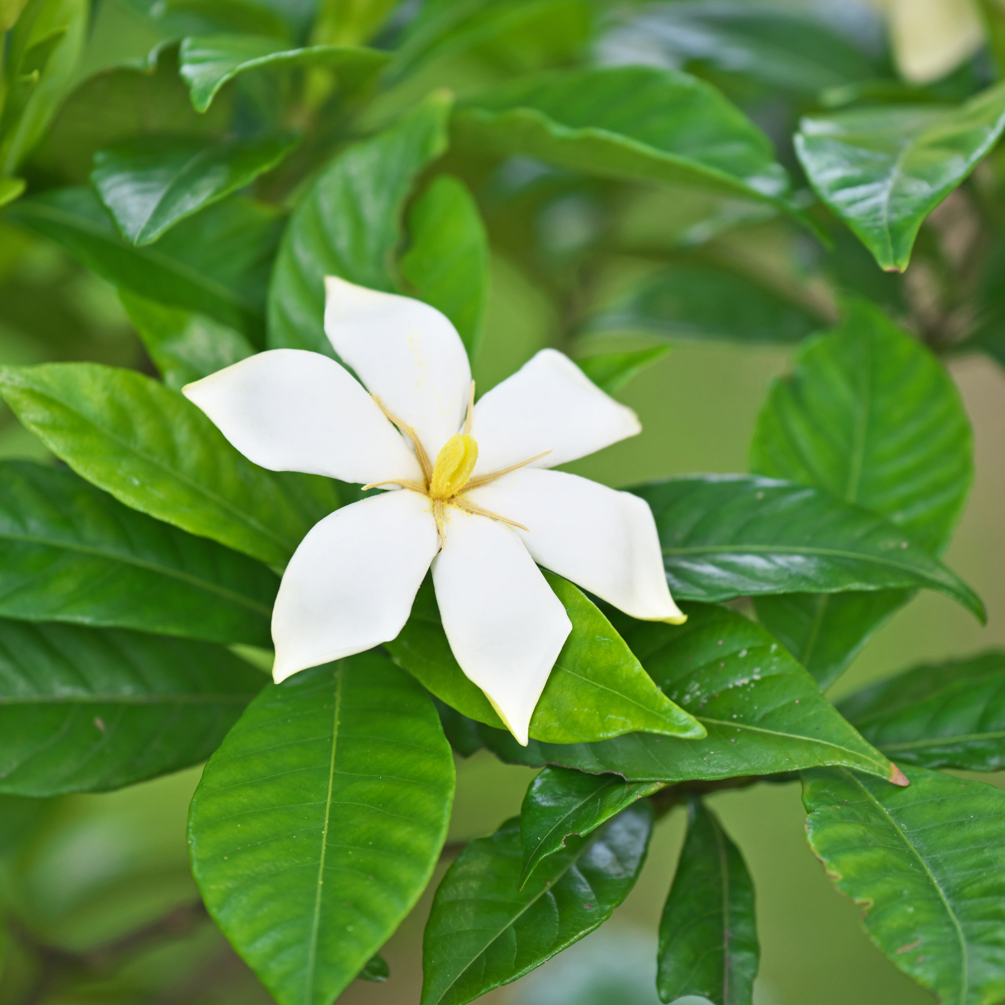 Gardenia augusta Grandiflora Star