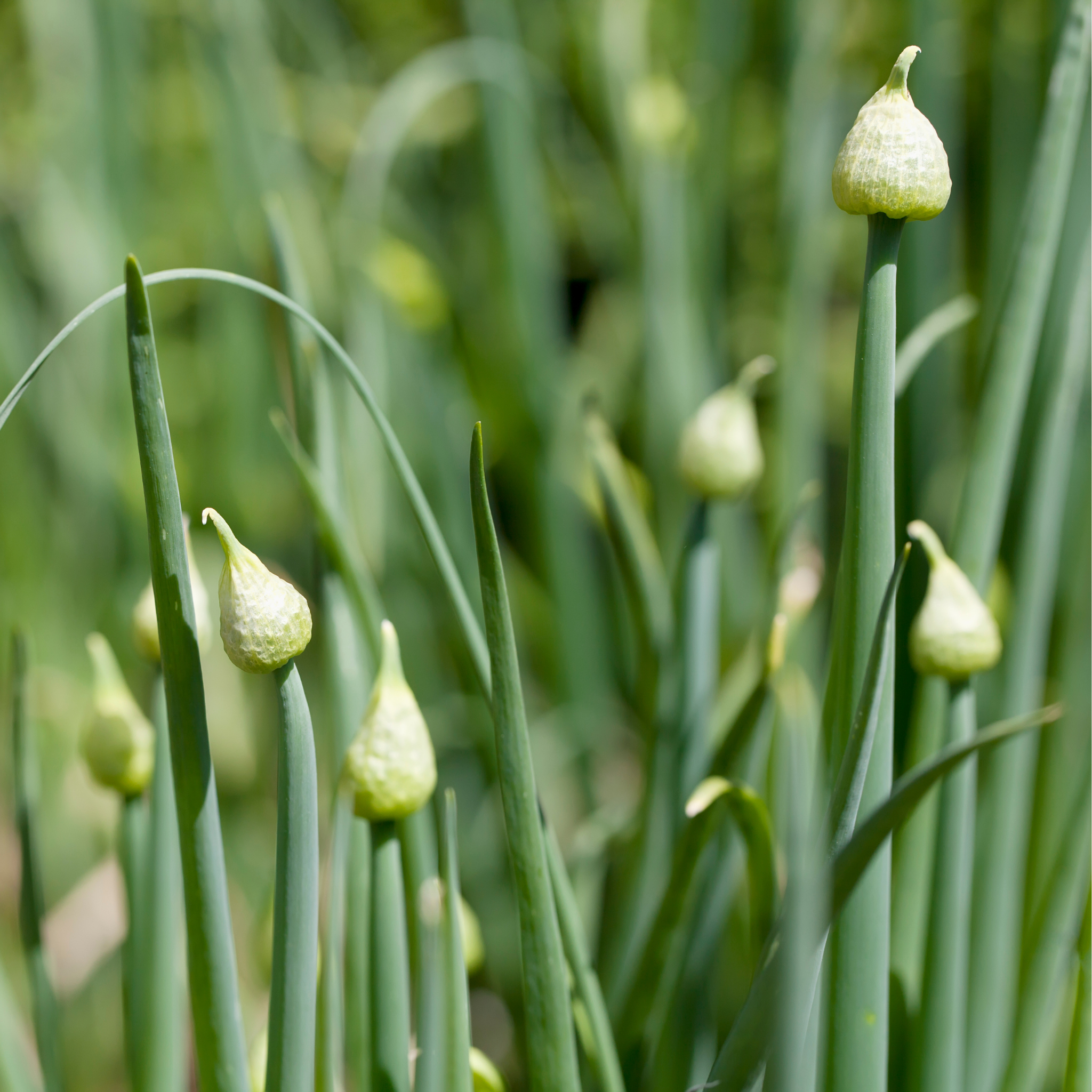Common Onion - Allium cepa