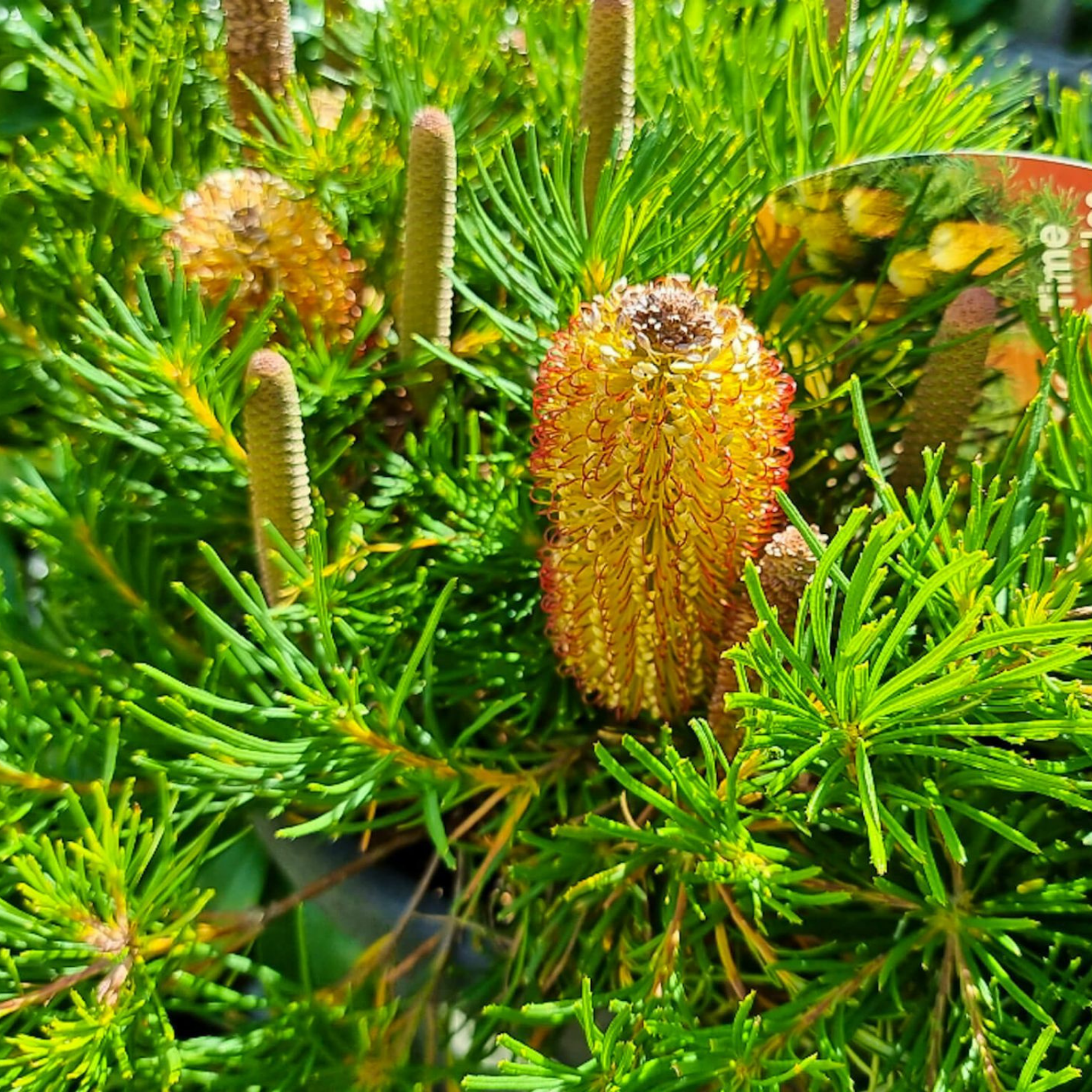 Close-up of a banksia plant with green leaves and brown flower buds.