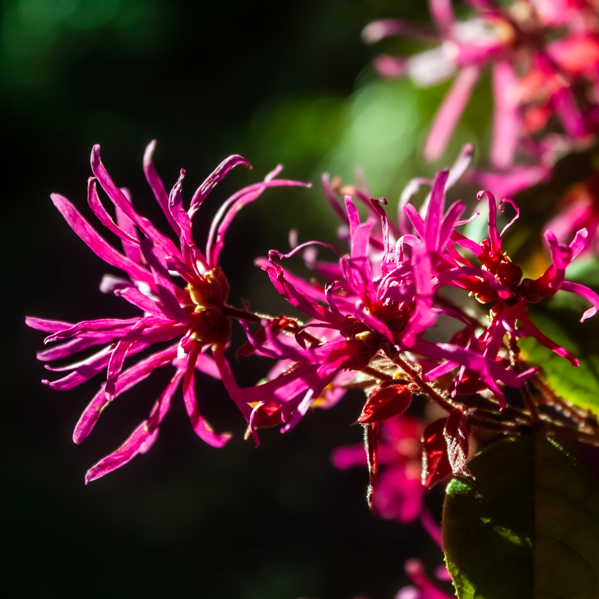 Chinese pink fringe flower - Loropetalum chinense rubrum 'China Pink'