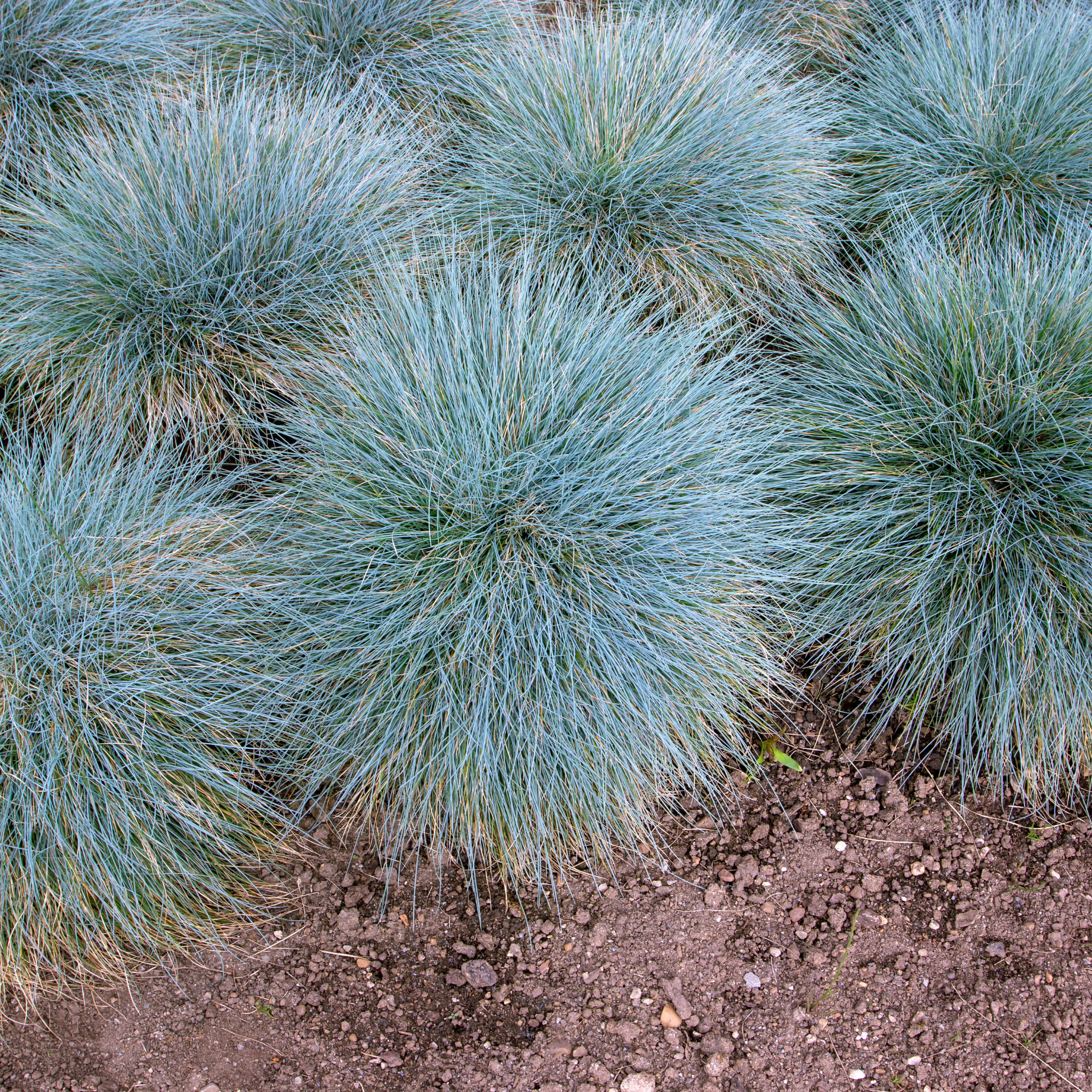 Blue Fescue - Festuca glauca
