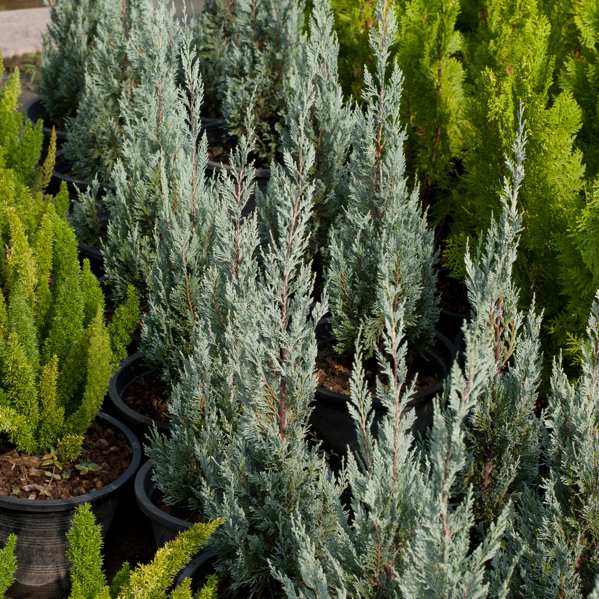 Rocky Mountain Juniper - Juniperus scopulorum 'Skyrocket' - Pencil Pine