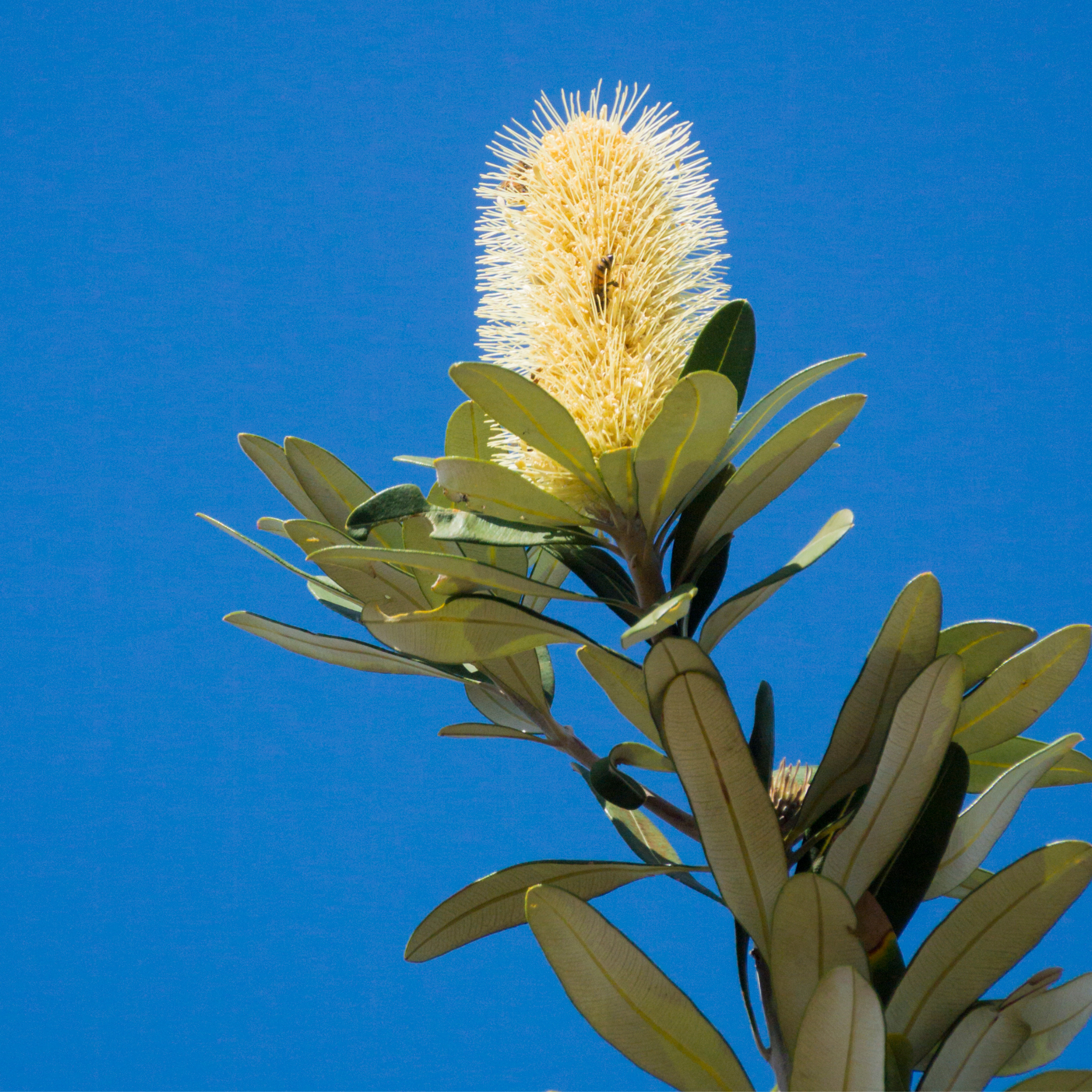 Flower against a clear blue sky