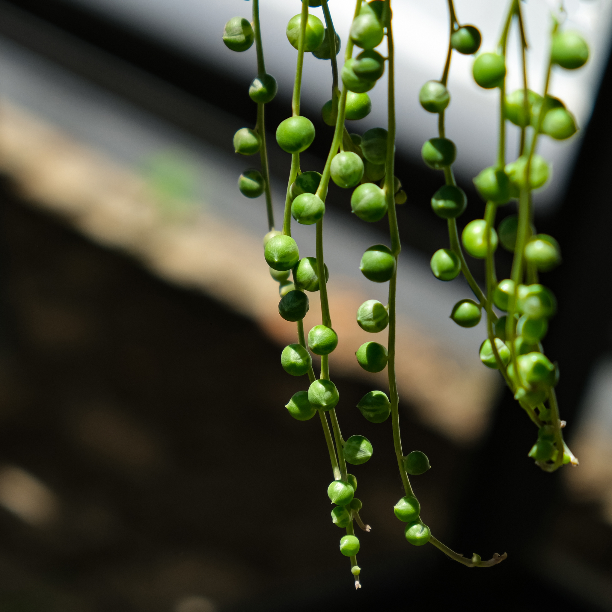 String of Pearls - Senecio rowleyanus String of Beads Succulent