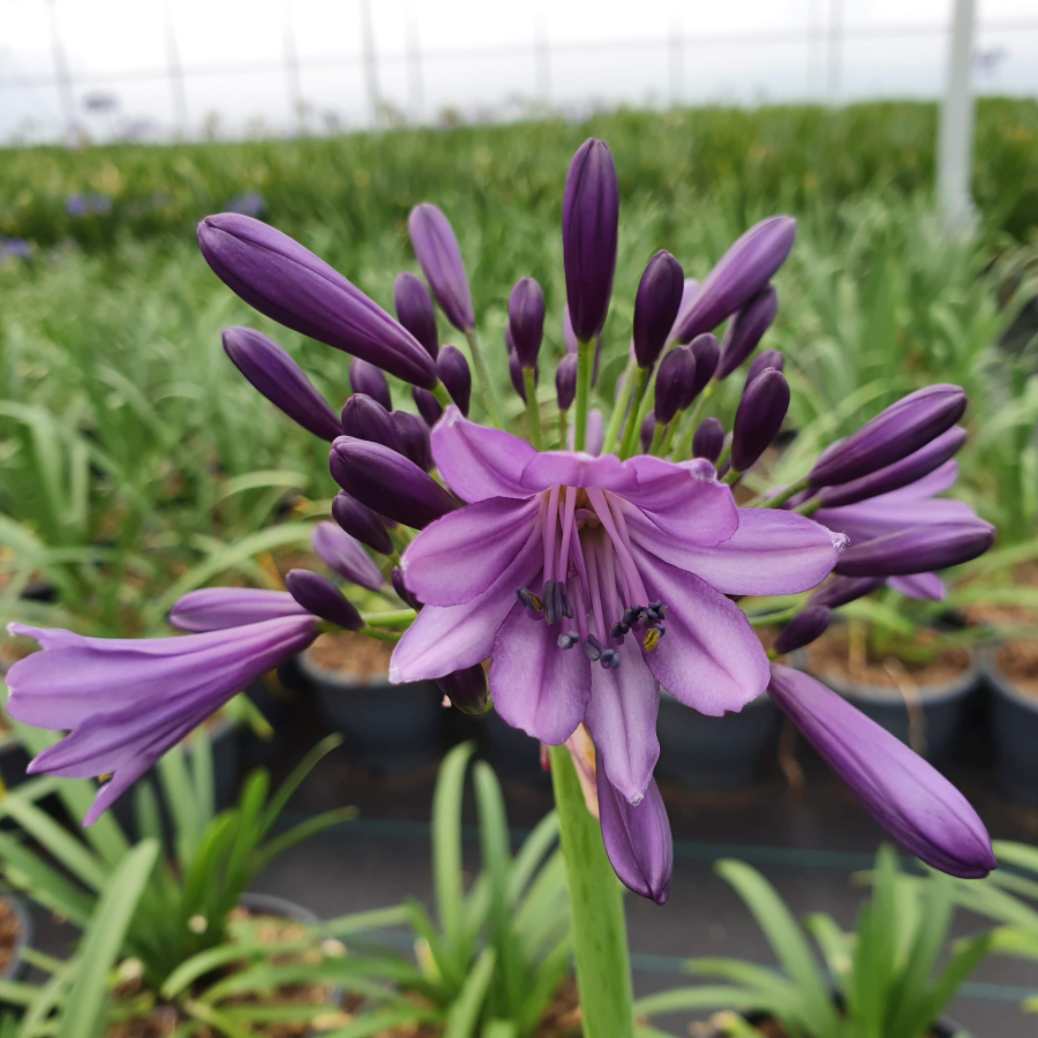 Agapanthus hybrida ‘Poppin Purple’ - Long flowering Lily of the Nile, African Lily