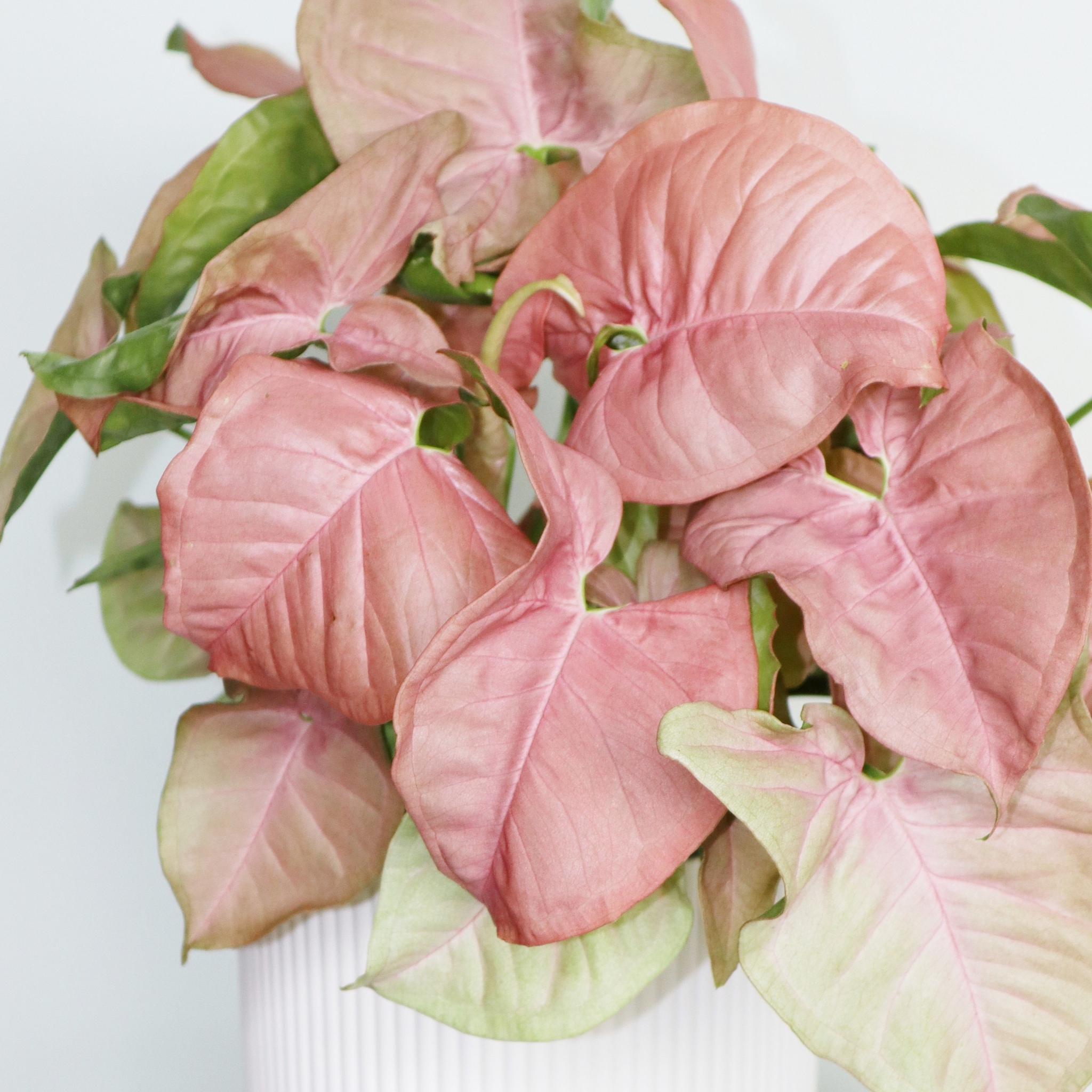 Pink Syngonium - Syngonium podophyllum 'Neon' Arrowhead Plant