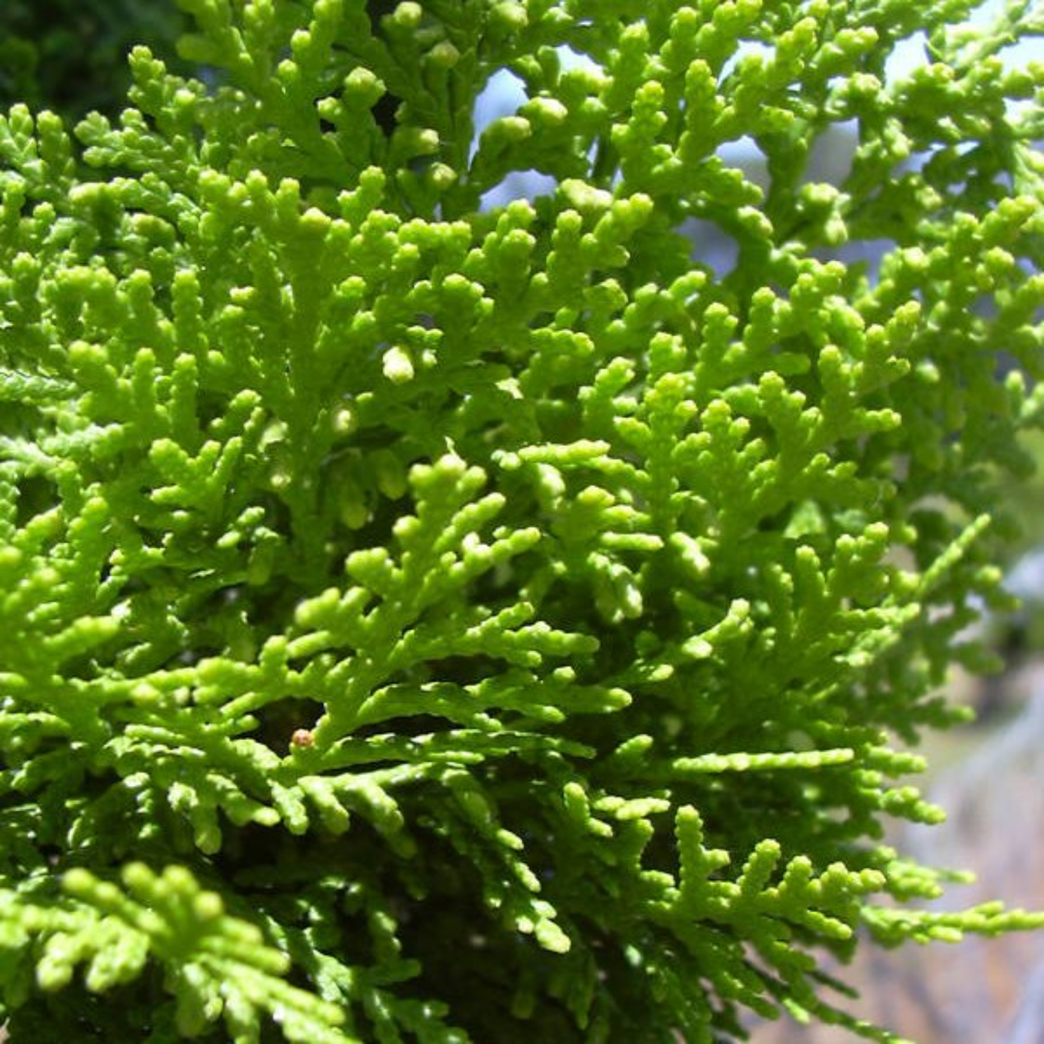 Oriental Arborvitae - Thuja orientalis