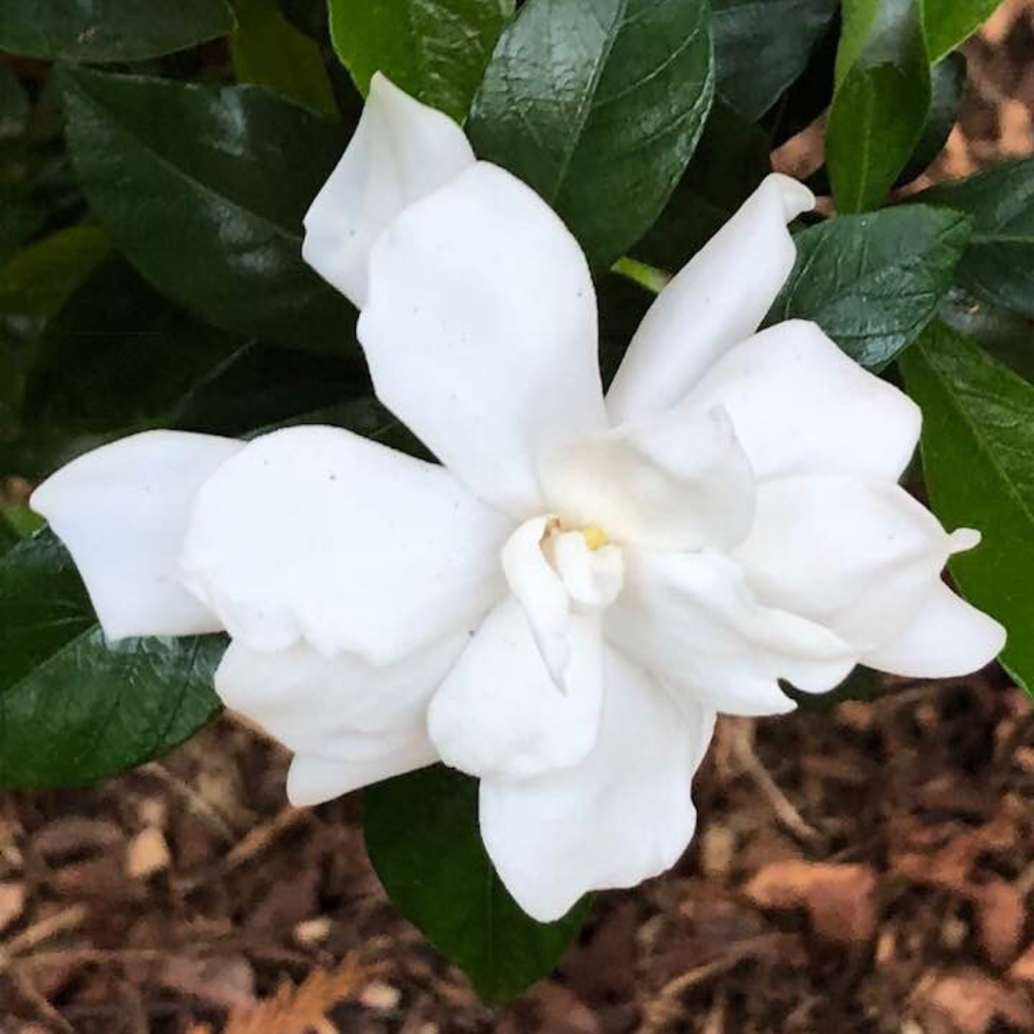 Creeping Gardenia - Gardenia jasminoides 'Radicans'