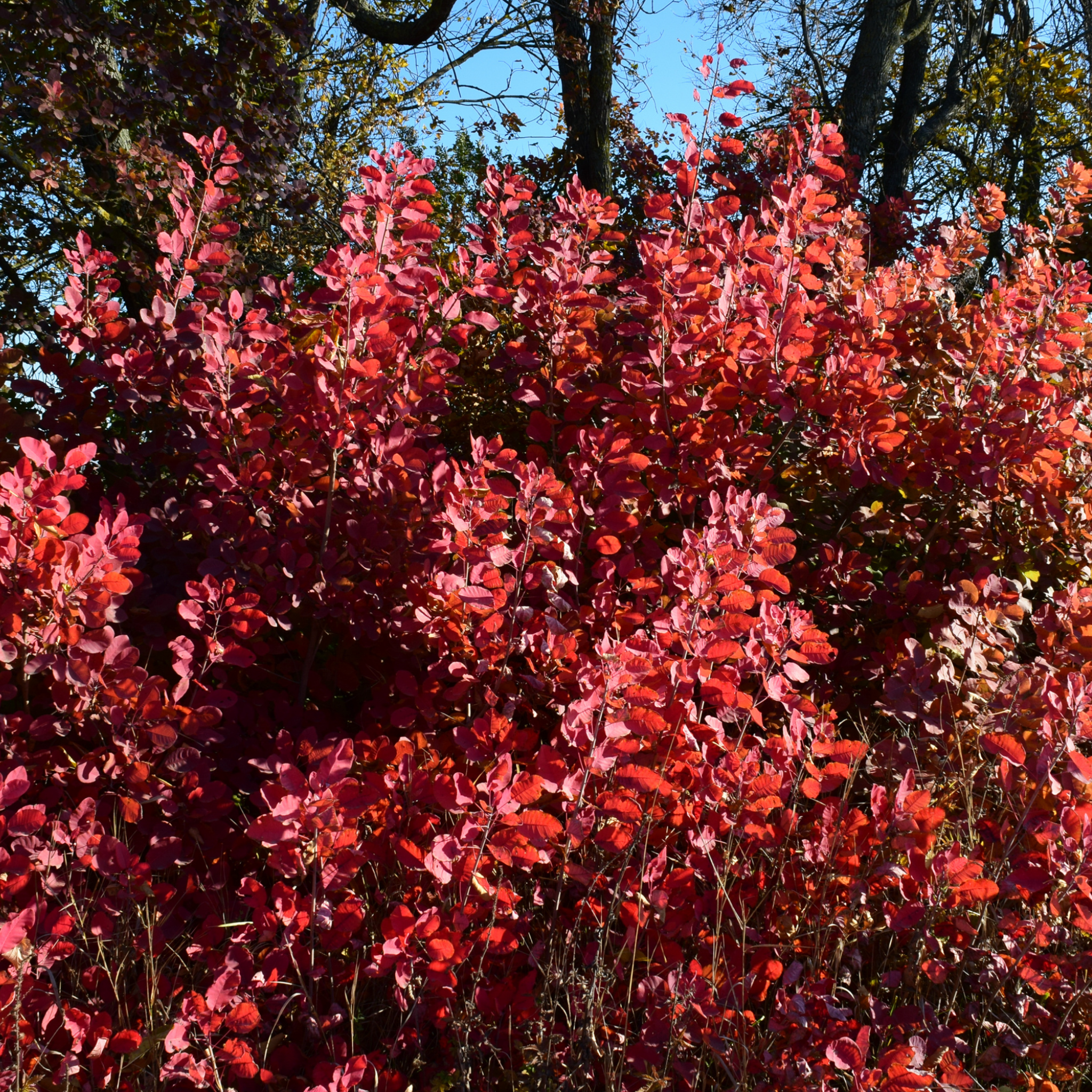 Cotinus coggygria Grace Smoke Tree - Cotinus coggygria Grace