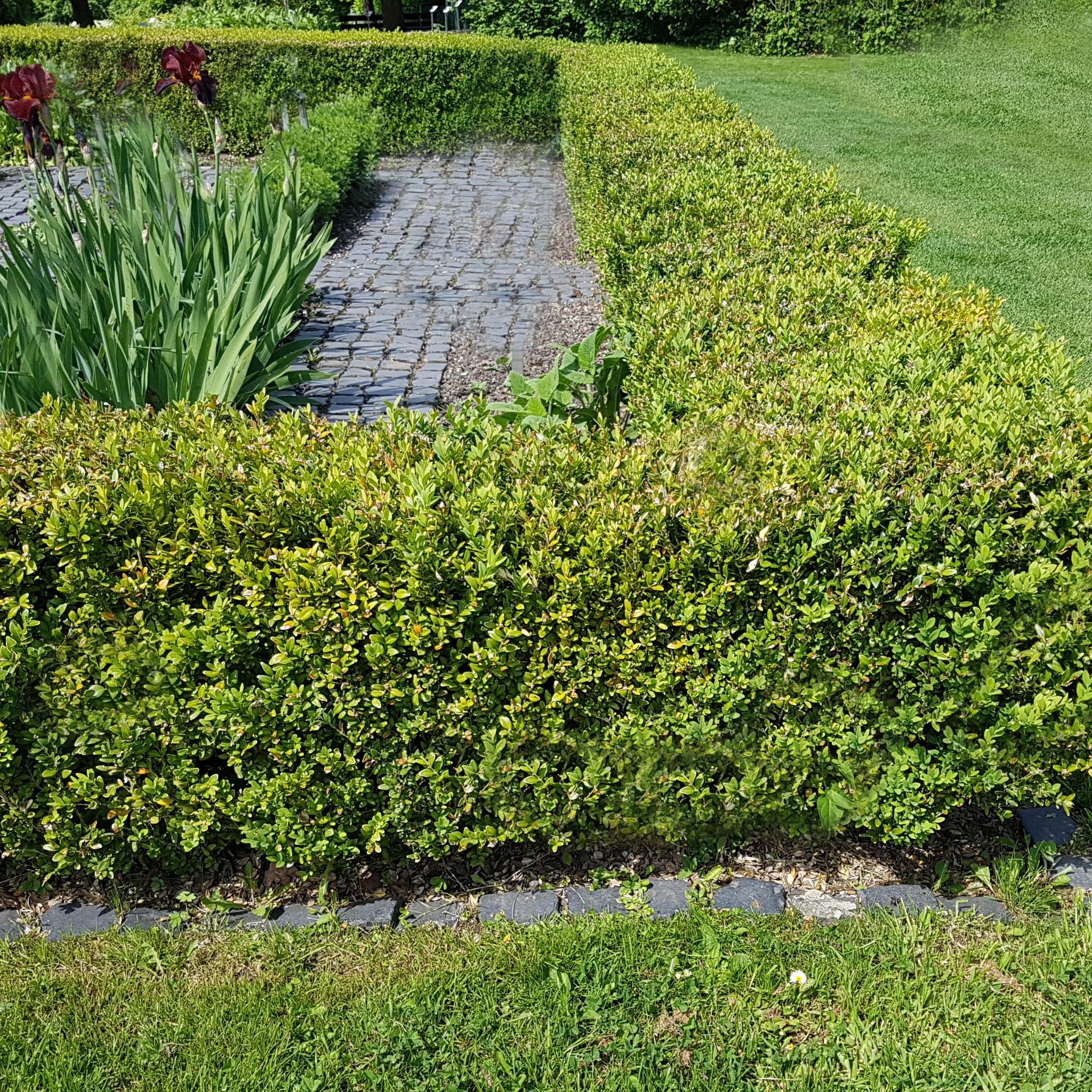 Neatly trimmed hedge in a garden with a paved path and grass
