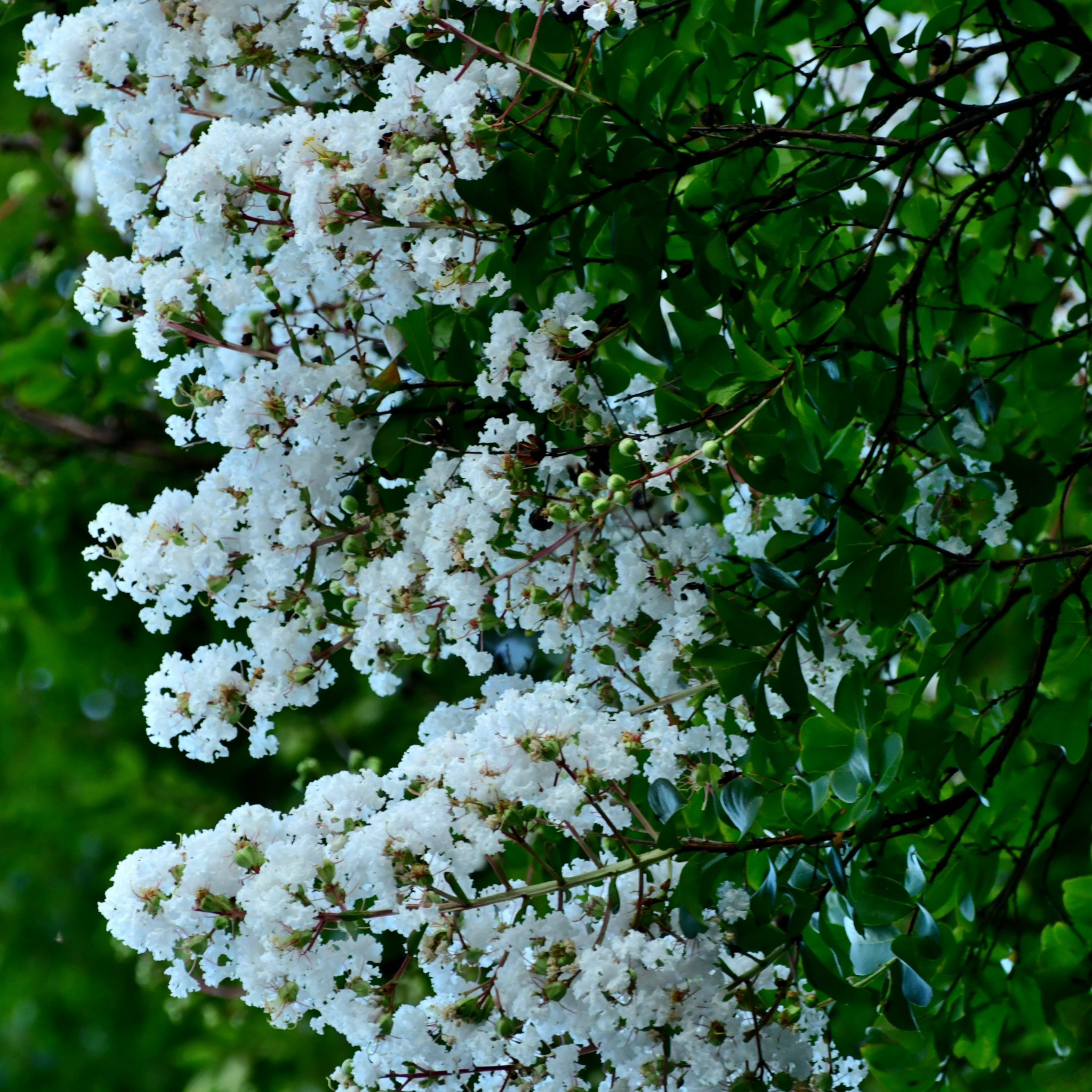 White Crepe Myrtle - Lagerstroemia indica fauriei Natchez