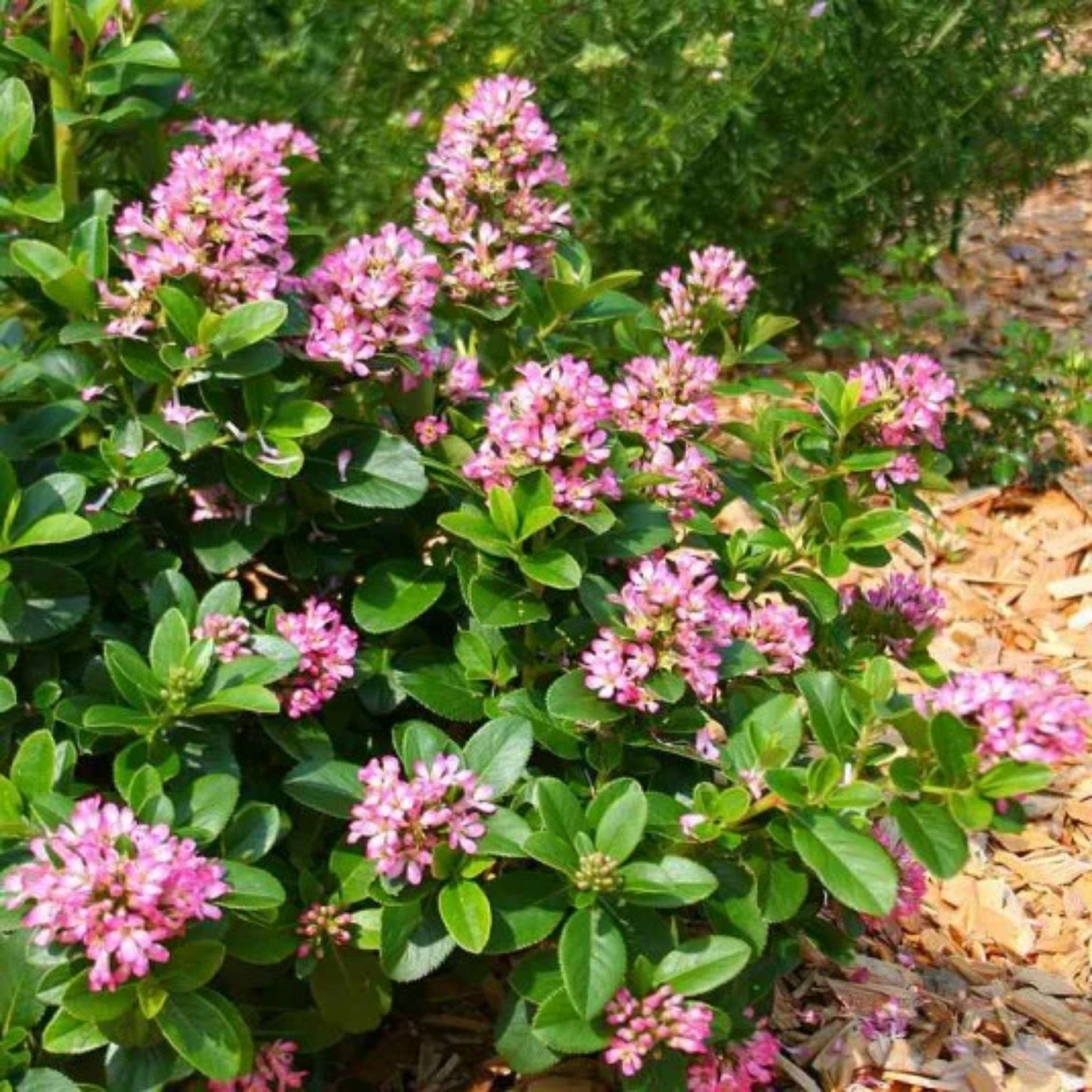 Escallonia laevis 'Pink Elle' PBR