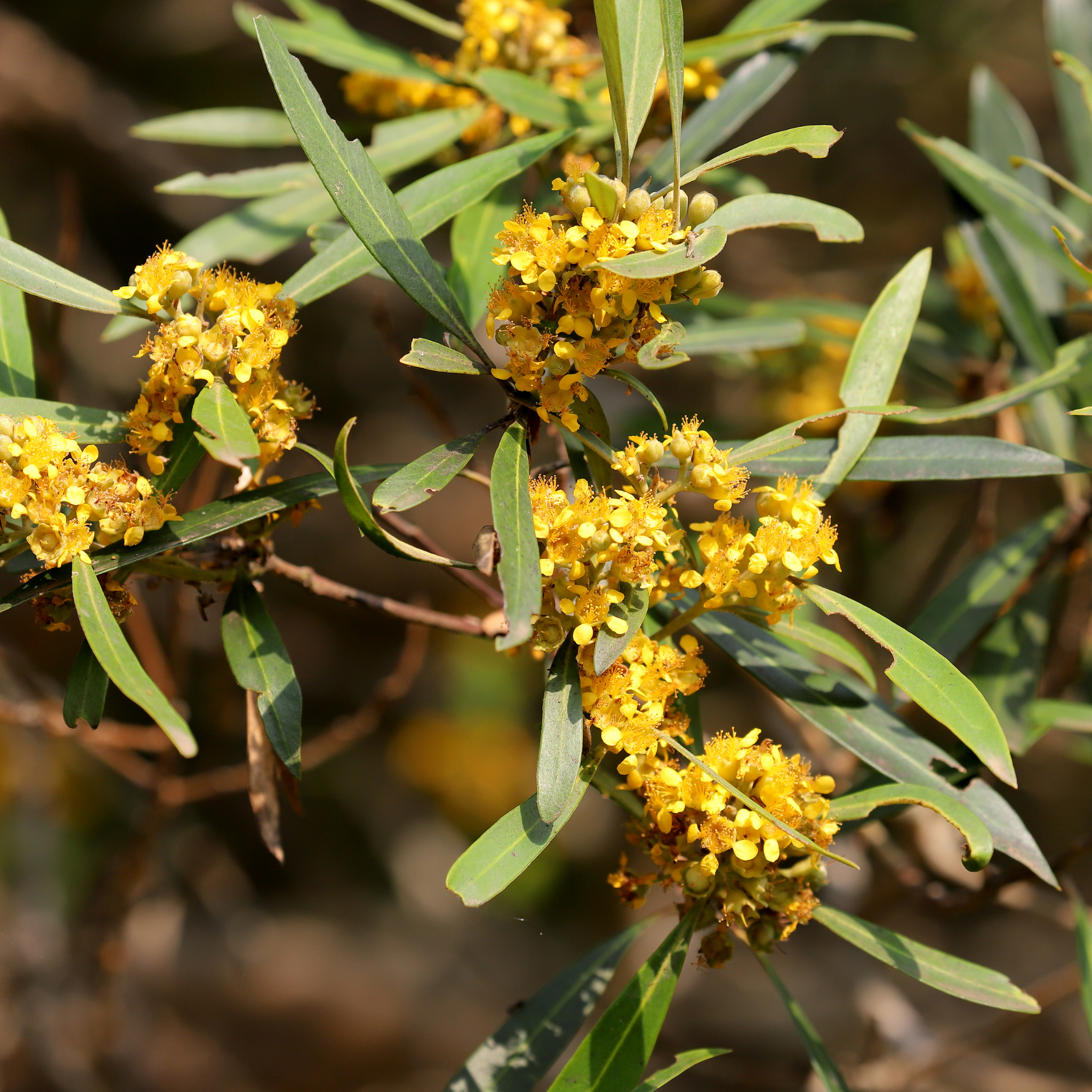 Water Gum tree - Tristaniopsis laurina