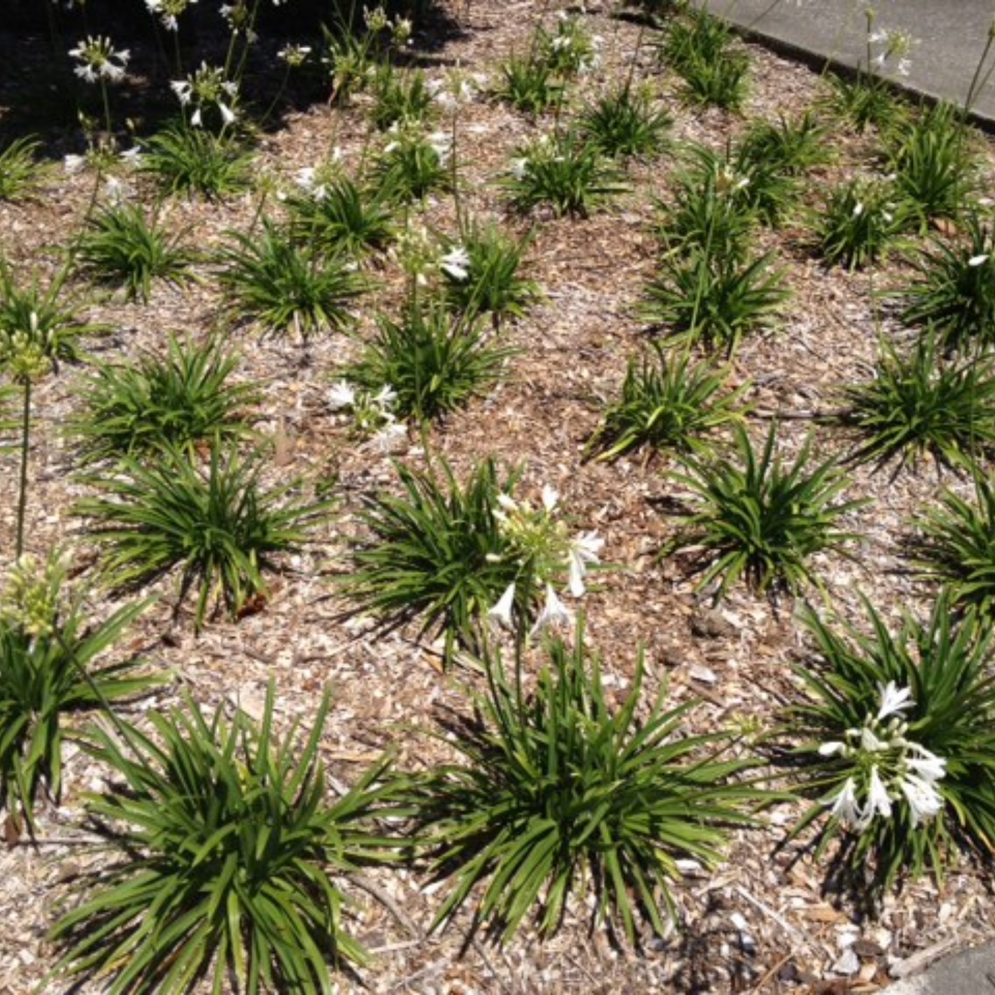 Dwarf White Agapanthus praecox - Lily of the Nile, African Lily