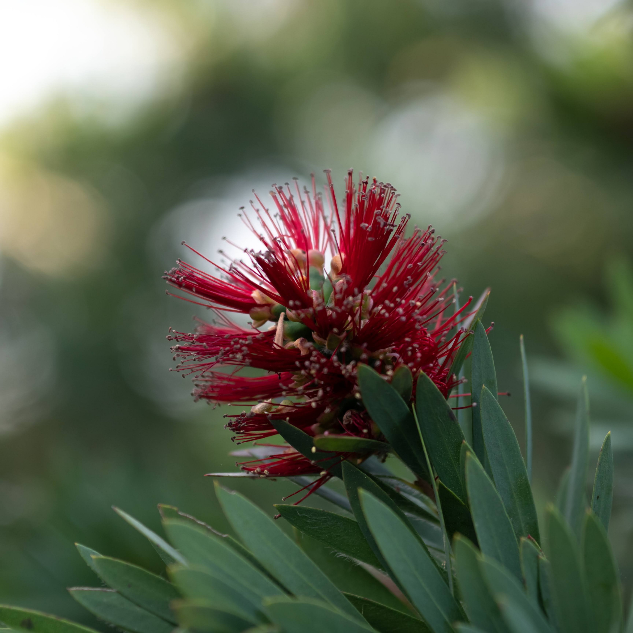 Dwarf Bottlebrush Little John - Callistemon viminalis 'Little John'