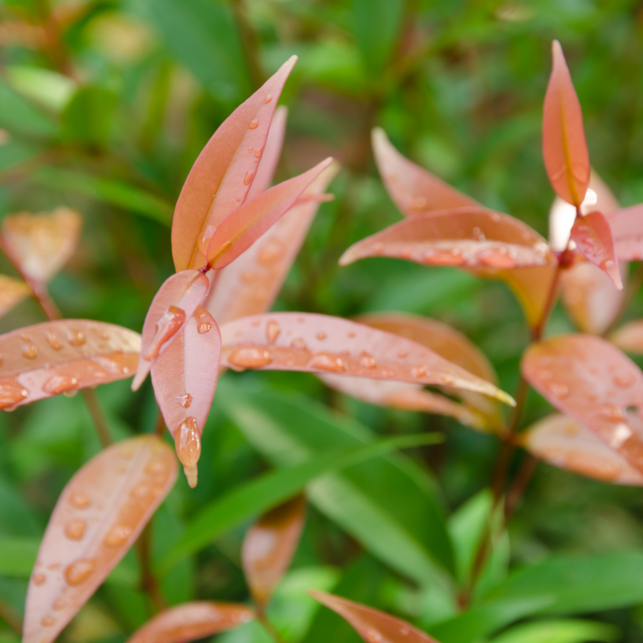 Lilly Pilly Up and Away - Syzygium australe Up And Away