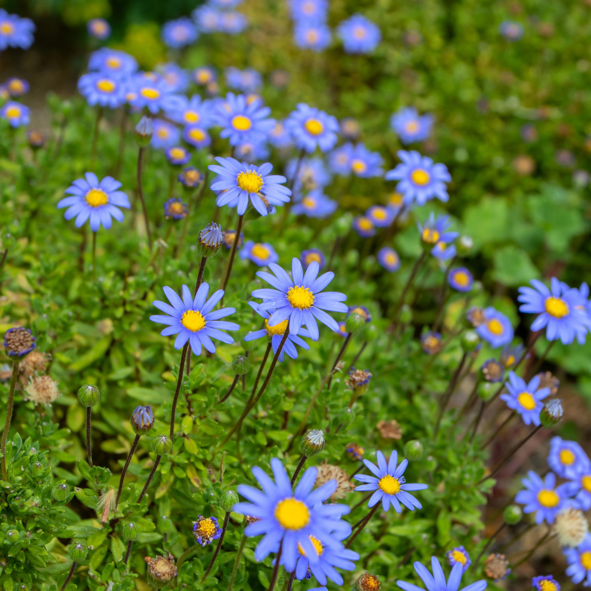 Blue Marguerite - Felicia amelloides