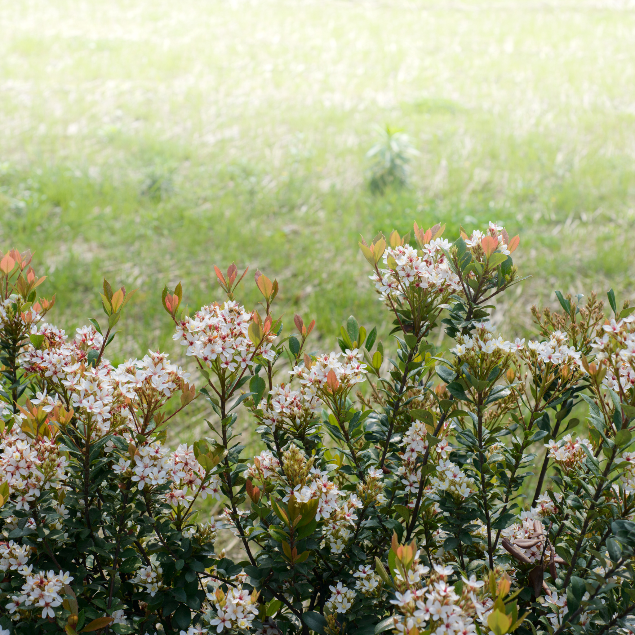 Indian hawthorn Oriental Pearl - Rhaphiolepis indica Oriental Pearl