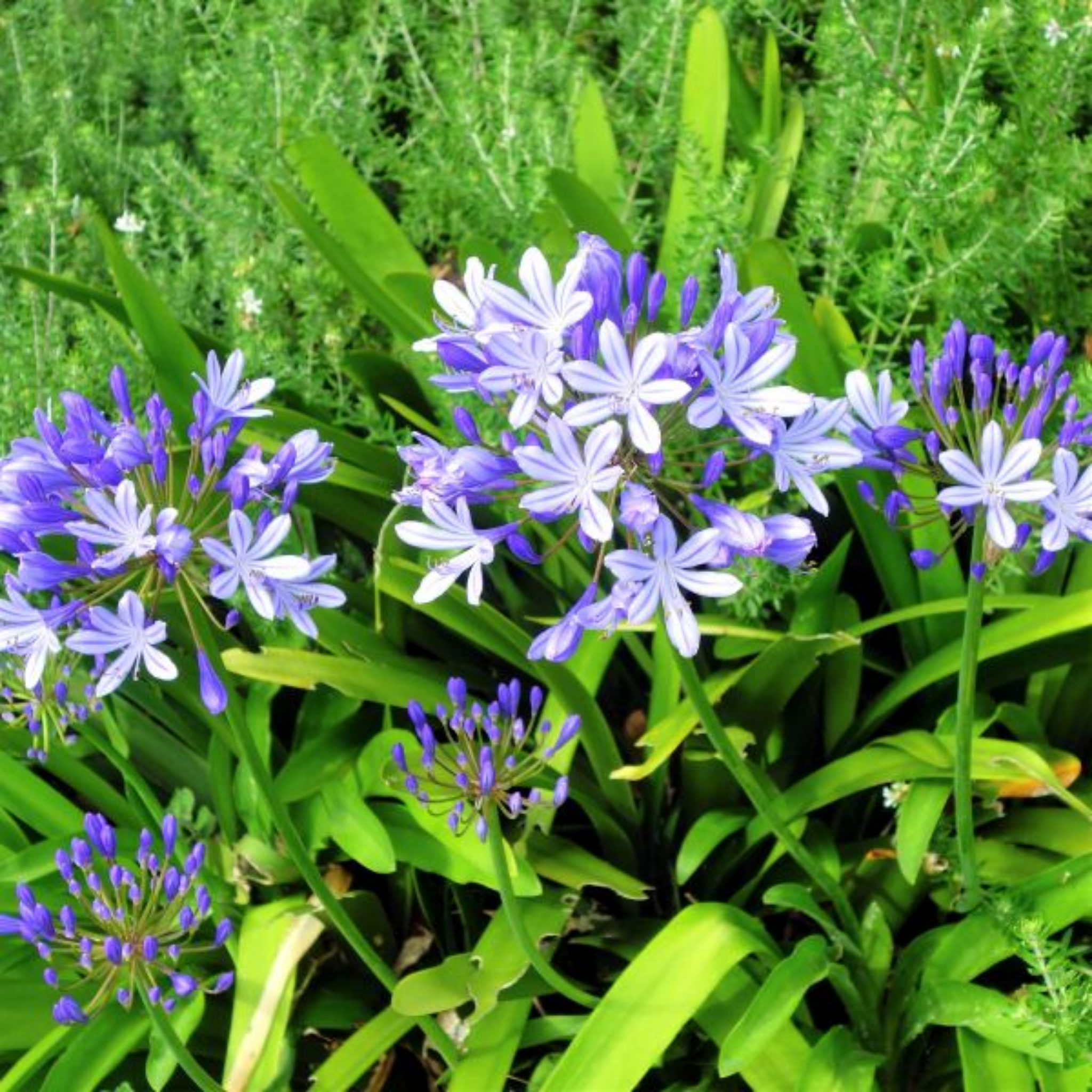 Agapanthus hybrida Peter Pan - Dwarf Lily of the Nile, African Lily
