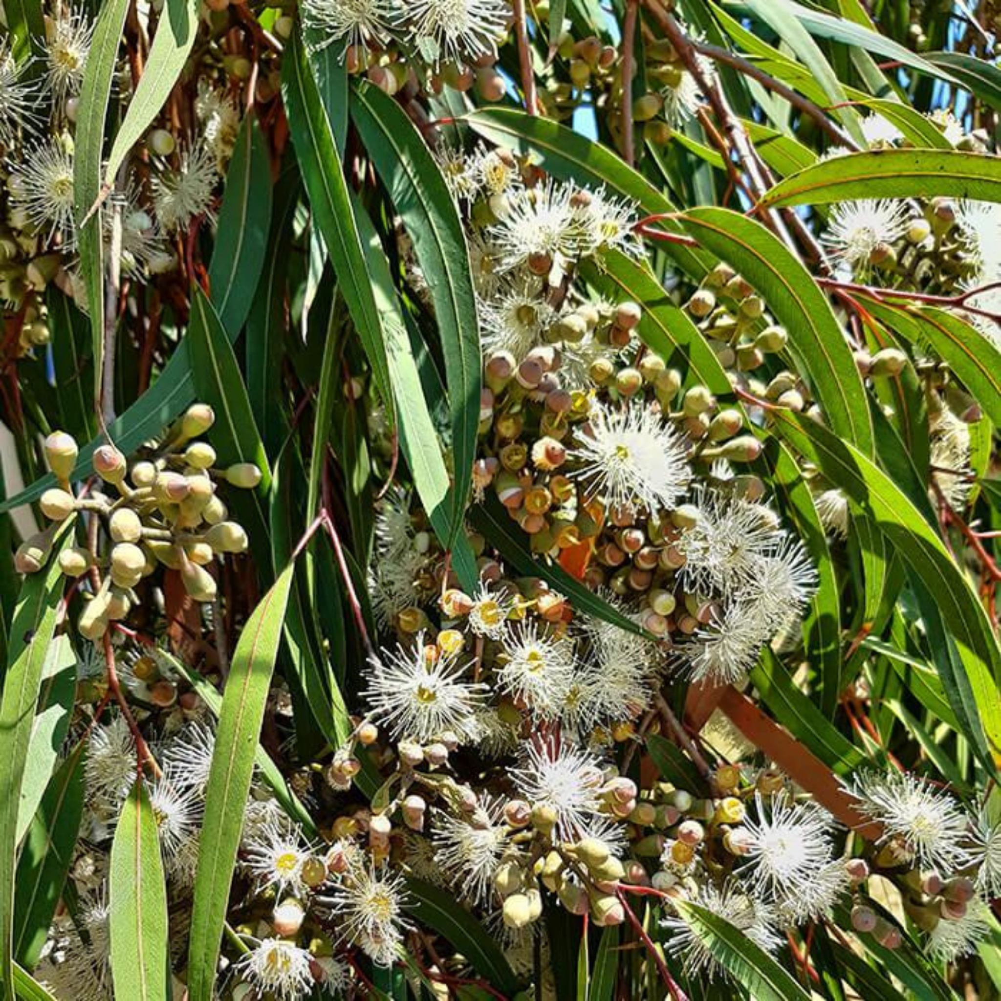 Lemon Scented Gum Scentuous - Corymbia citriodora 'Scentuous'