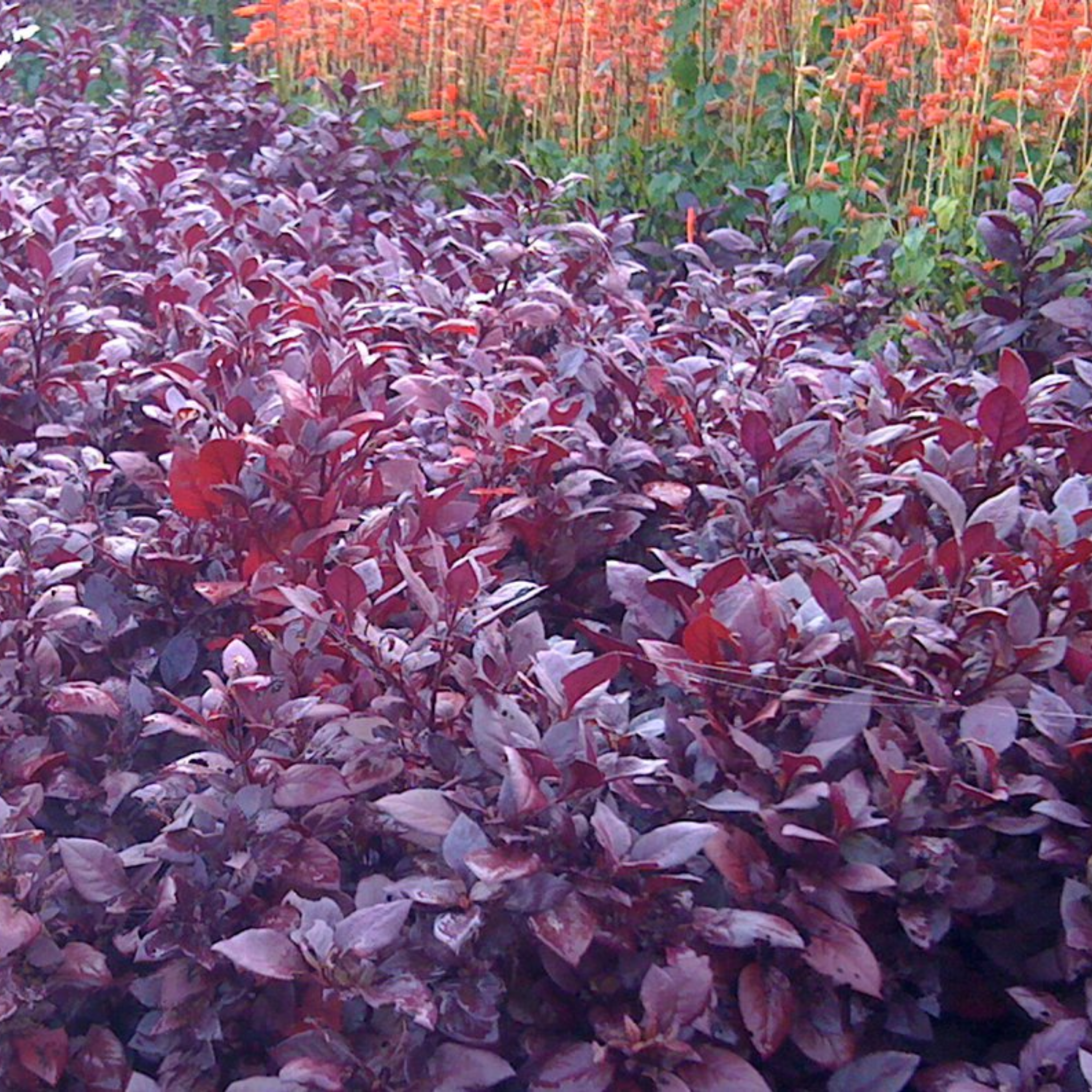 Purple-leaved plants in a garden setting with blurred orange flowers in the background