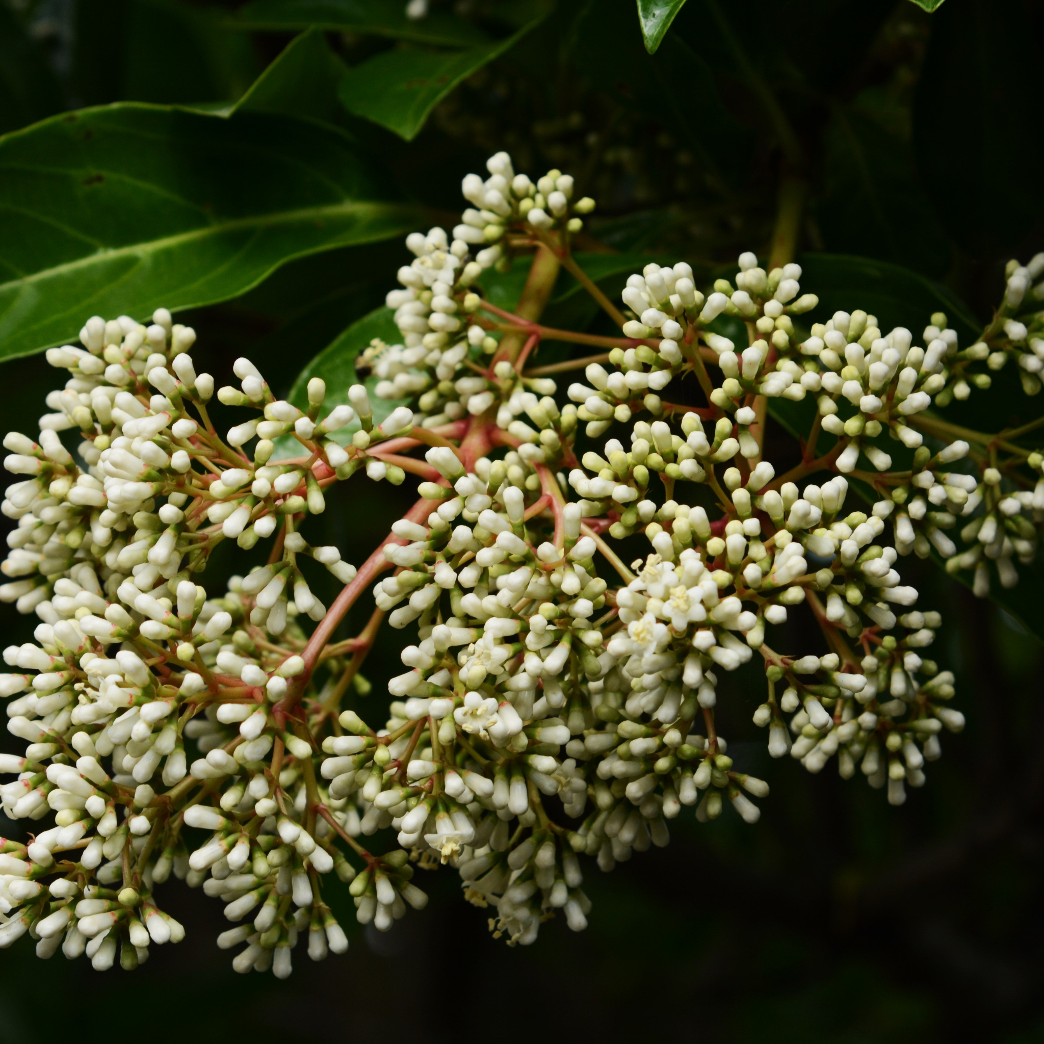 Close-up of a cluster of white flowers with green leaves in the background
